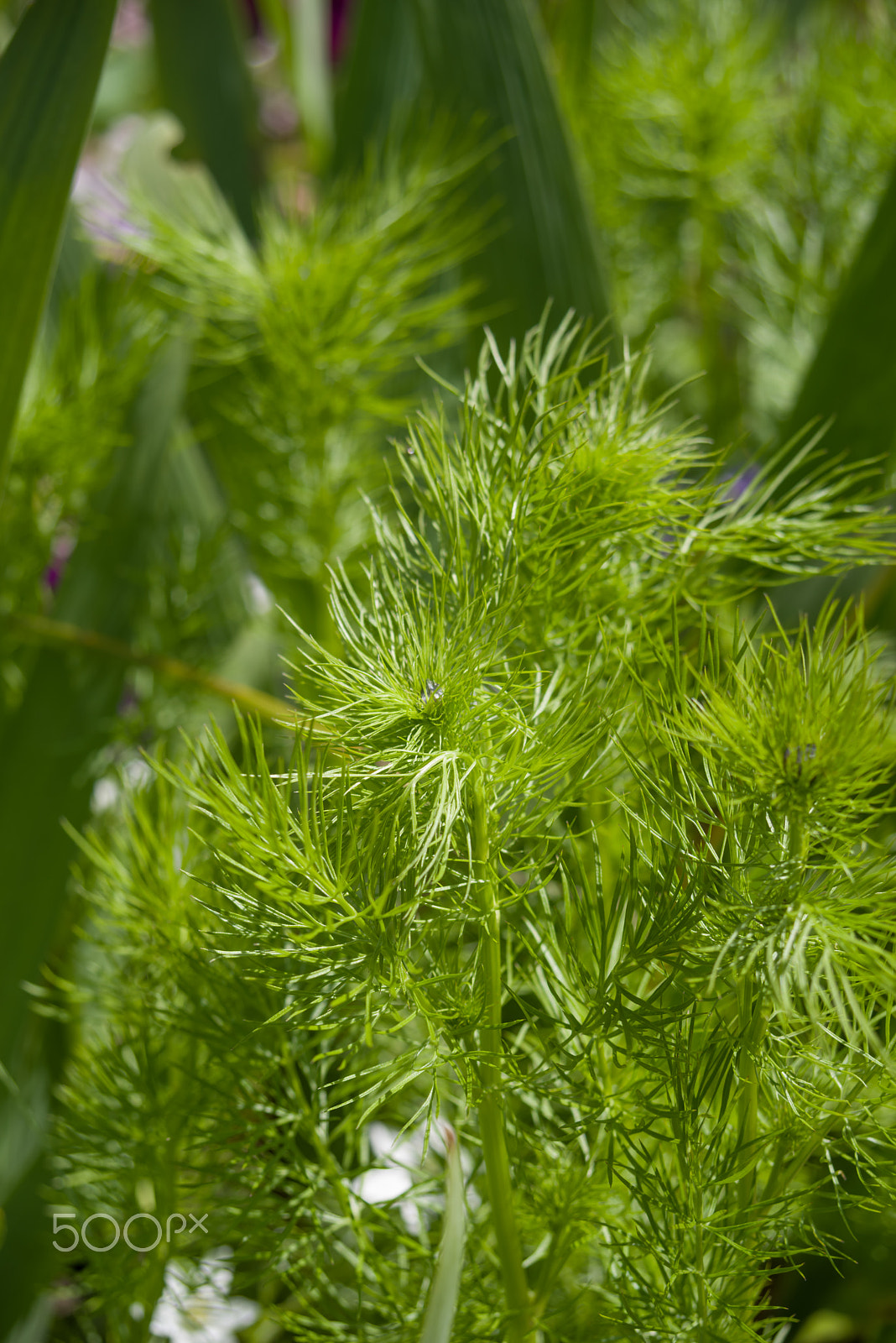 smc PENTAX-F 35-70mm F3.5-4.5 sample photo. Claude monet garden giverny france photography