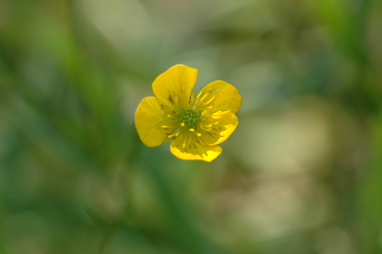 Nikon D70s + Sigma Macro 90mm F2.8 sample photo. A photography