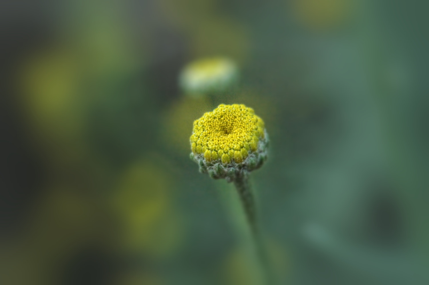 Nikon D70s + Sigma Macro 90mm F2.8 sample photo. A photography