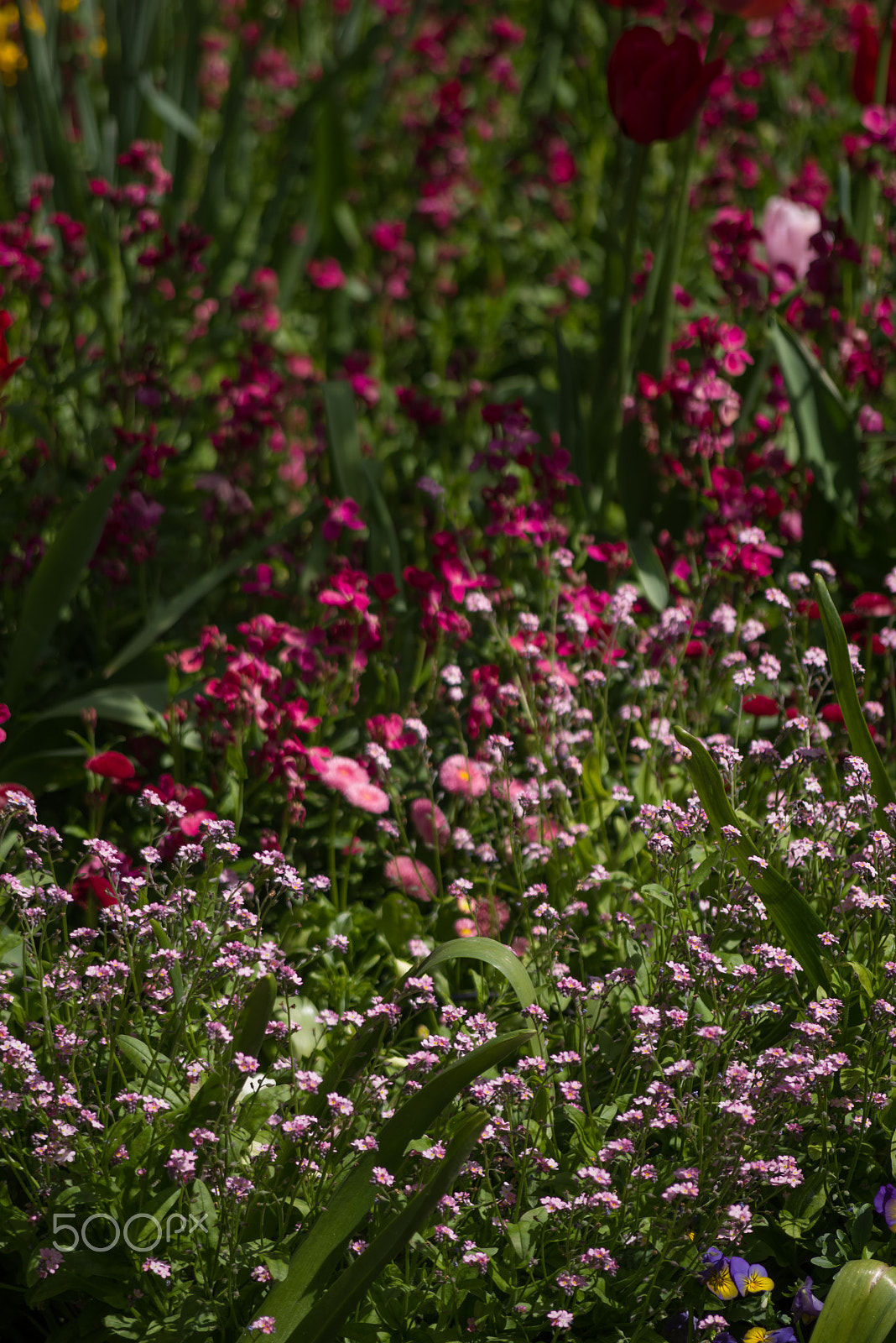 Pentax K-1 + smc PENTAX-F 70-210mm F4-5.6 sample photo. Claude monet garden giverny france photography