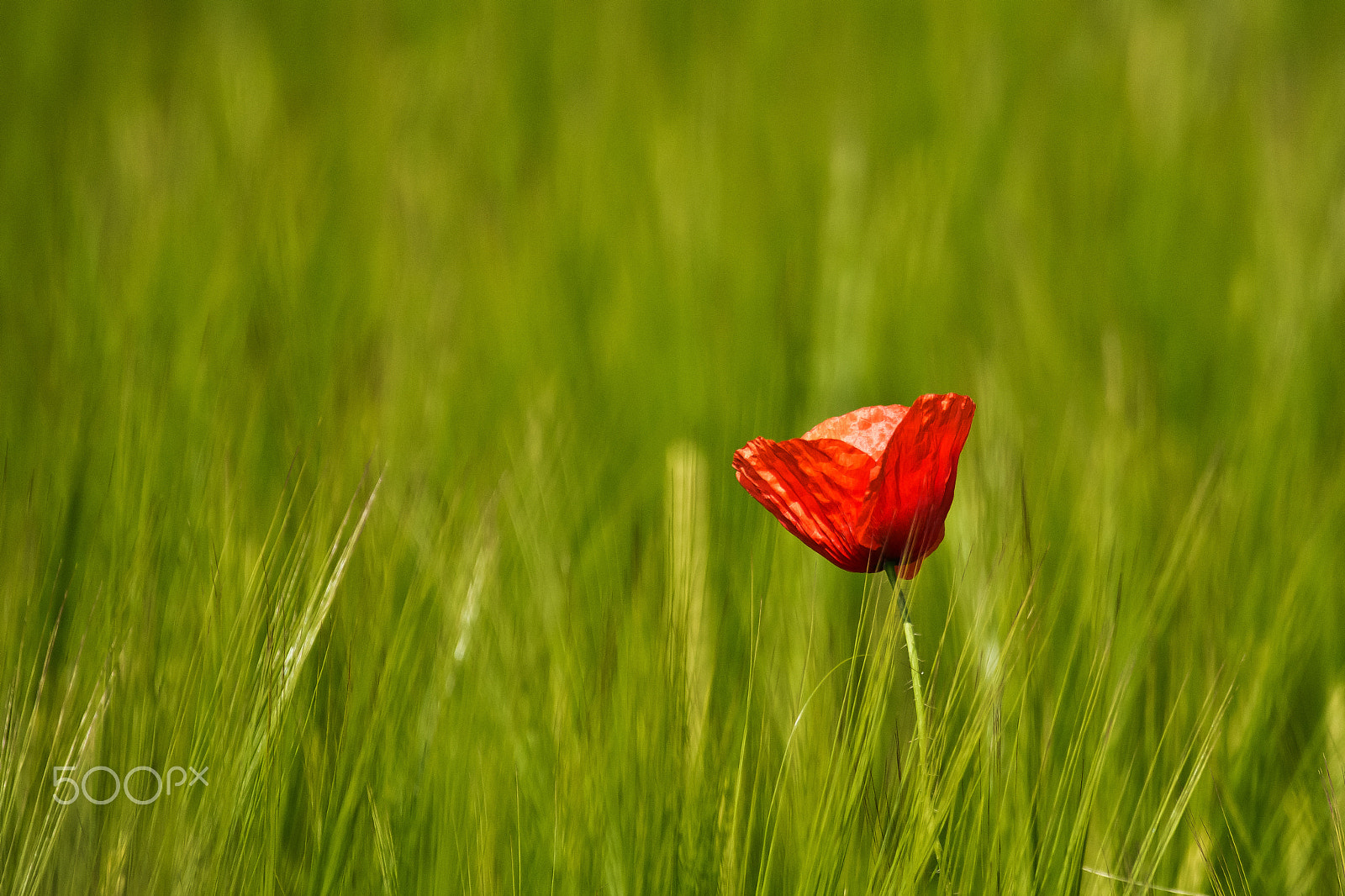 Sony 70-300mm F4.5-5.6 G SSM sample photo. Lonely poppy photography