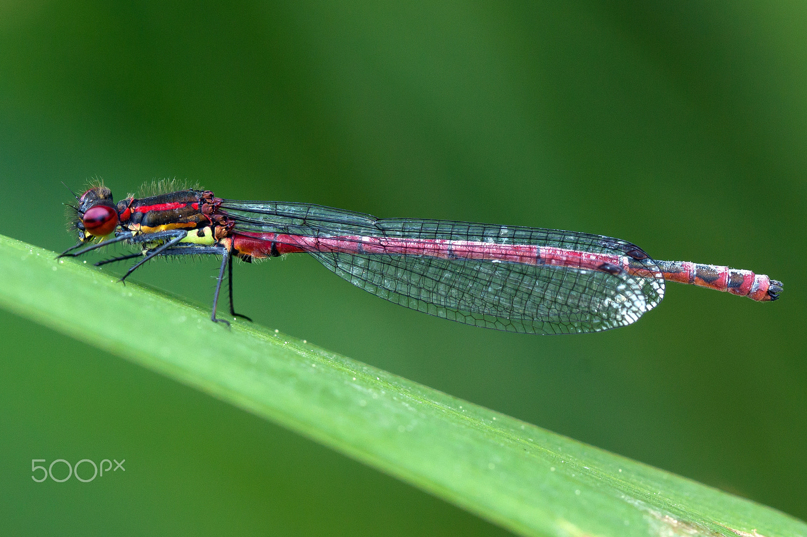 Canon EF 100mm F2.8 Macro USM sample photo. Large red damselfly photography