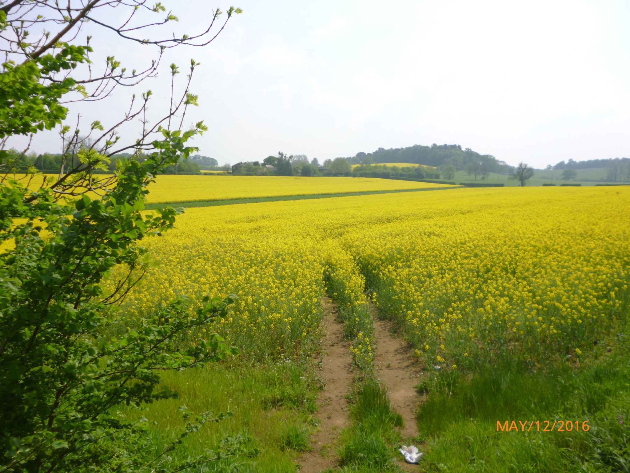 Panasonic DMC-FS18 sample photo. Oilseed rape field photography