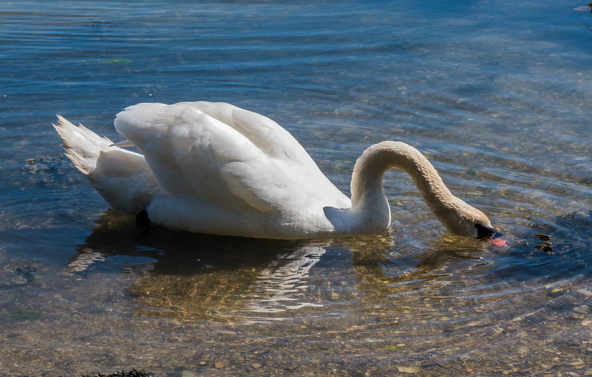 Panasonic Lumix DMC-G6 sample photo. Swan photography