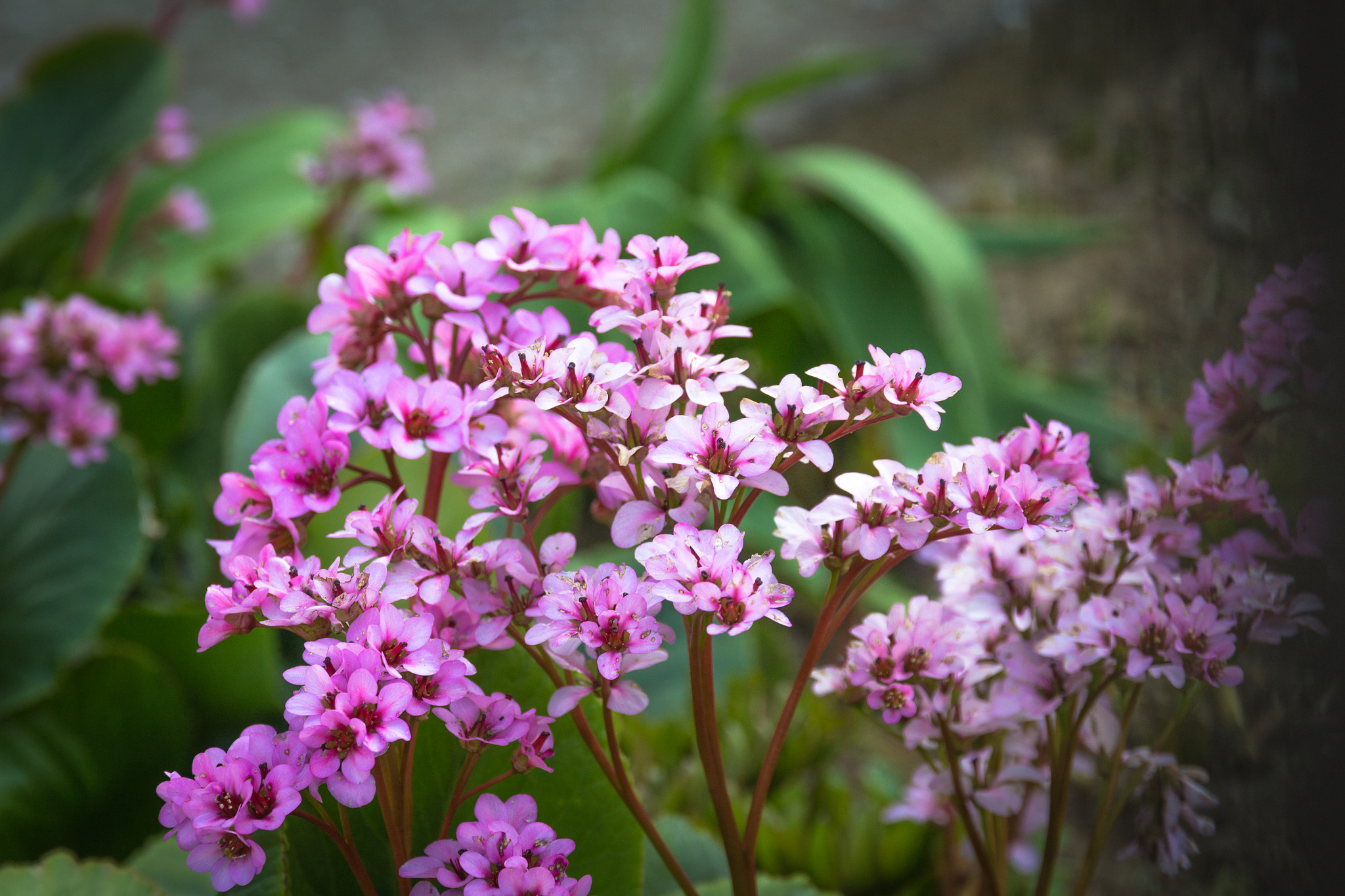 Sigma 24-105mm f/4 DG OS HSM | A sample photo. Flower photography