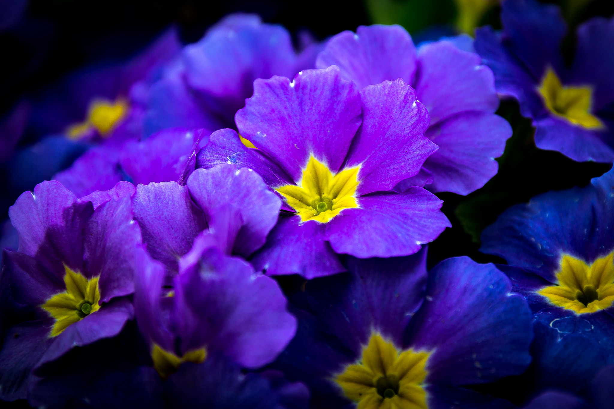 Sigma 24-105mm f/4 DG OS HSM | A sample photo. Flower photography