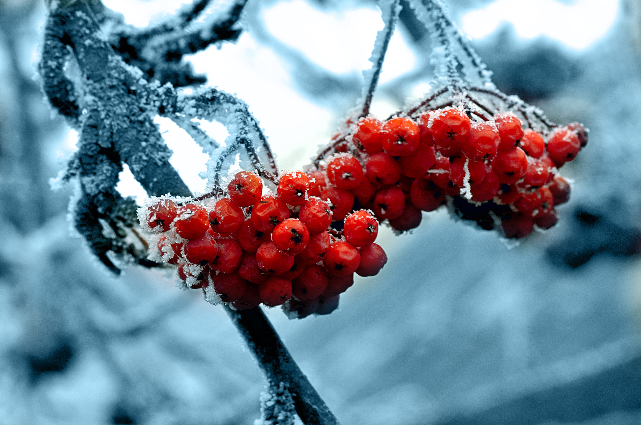Nikon D300 + AF Micro-Nikkor 105mm f/2.8 sample photo. Морозно photography