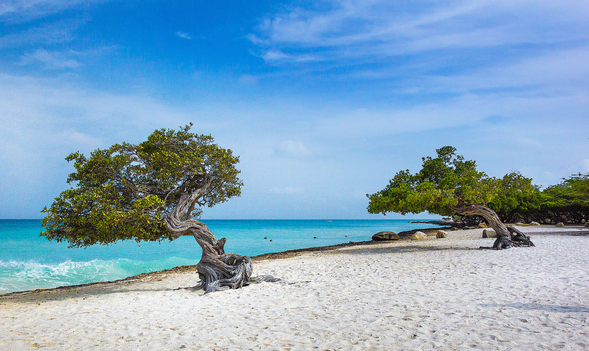 Canon EOS 60D + Canon EF-S 18-135mm F3.5-5.6 IS STM sample photo. Tree of aruba - eagle beach photography