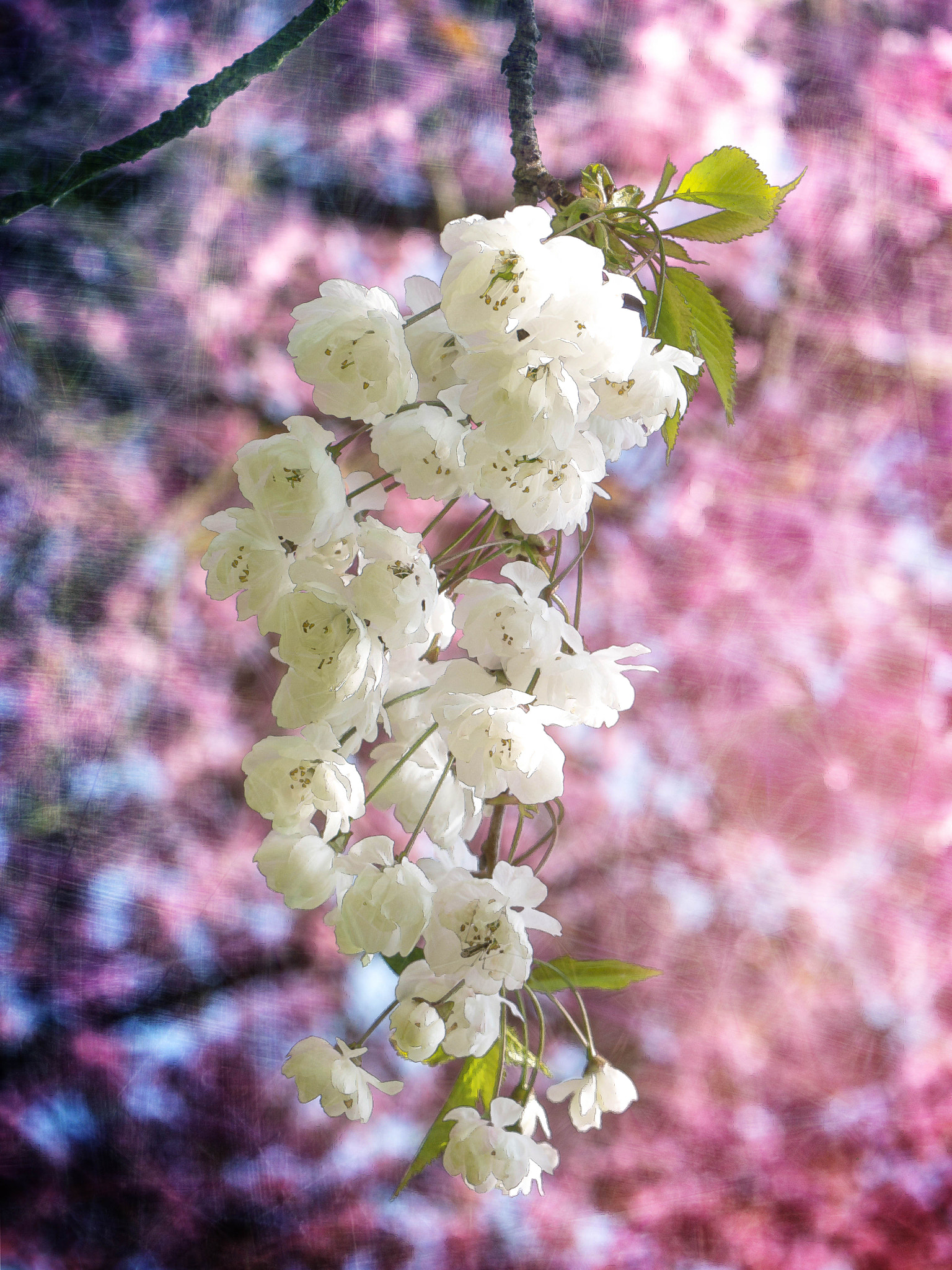 Panasonic Lumix DMC-G5 sample photo. Blossom.jpg photography