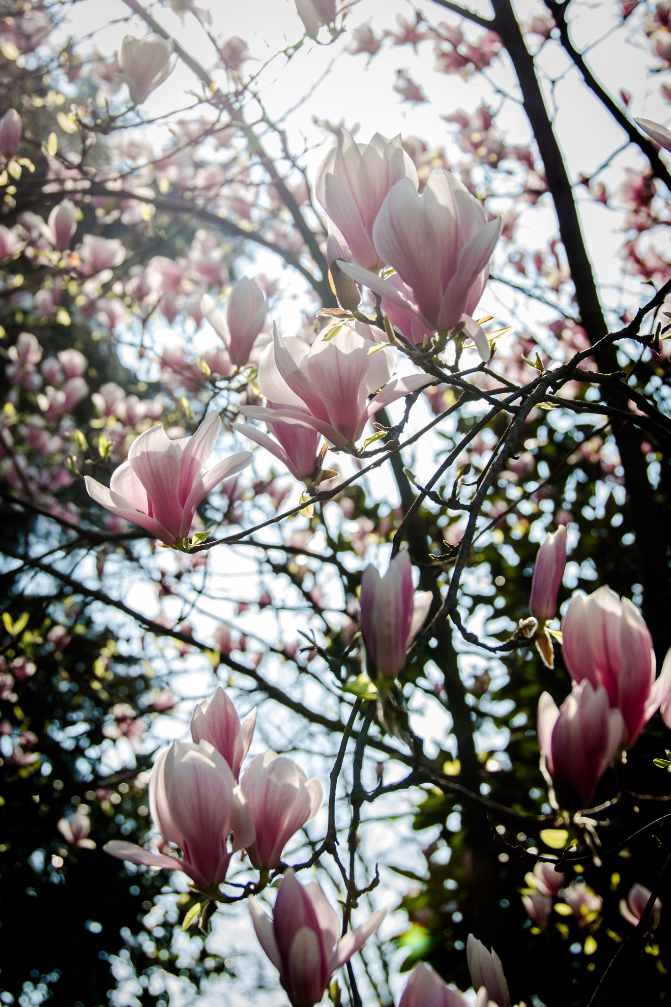 Sigma 24-105mm f/4 DG OS HSM | A sample photo. Flower photography