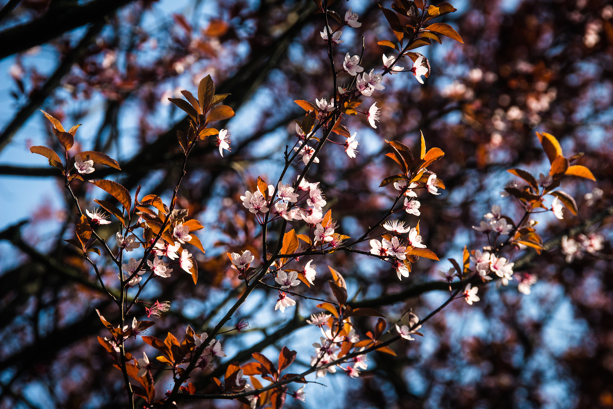 Sigma 24-105mm f/4 DG OS HSM | A sample photo. Flower photography