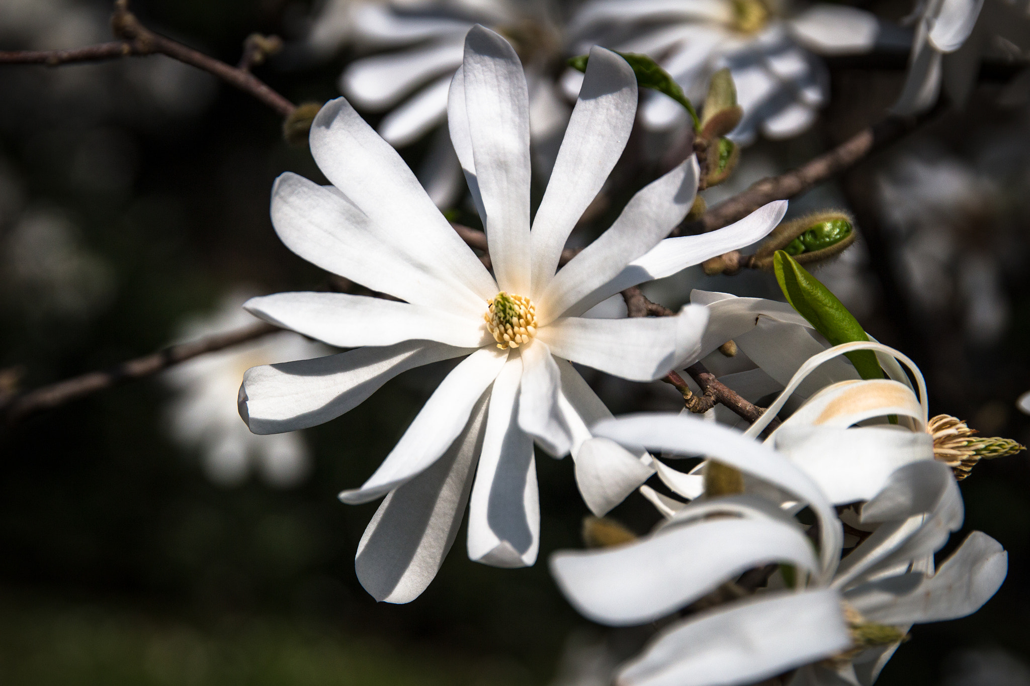 Sigma 24-105mm f/4 DG OS HSM | A sample photo. Flower photography