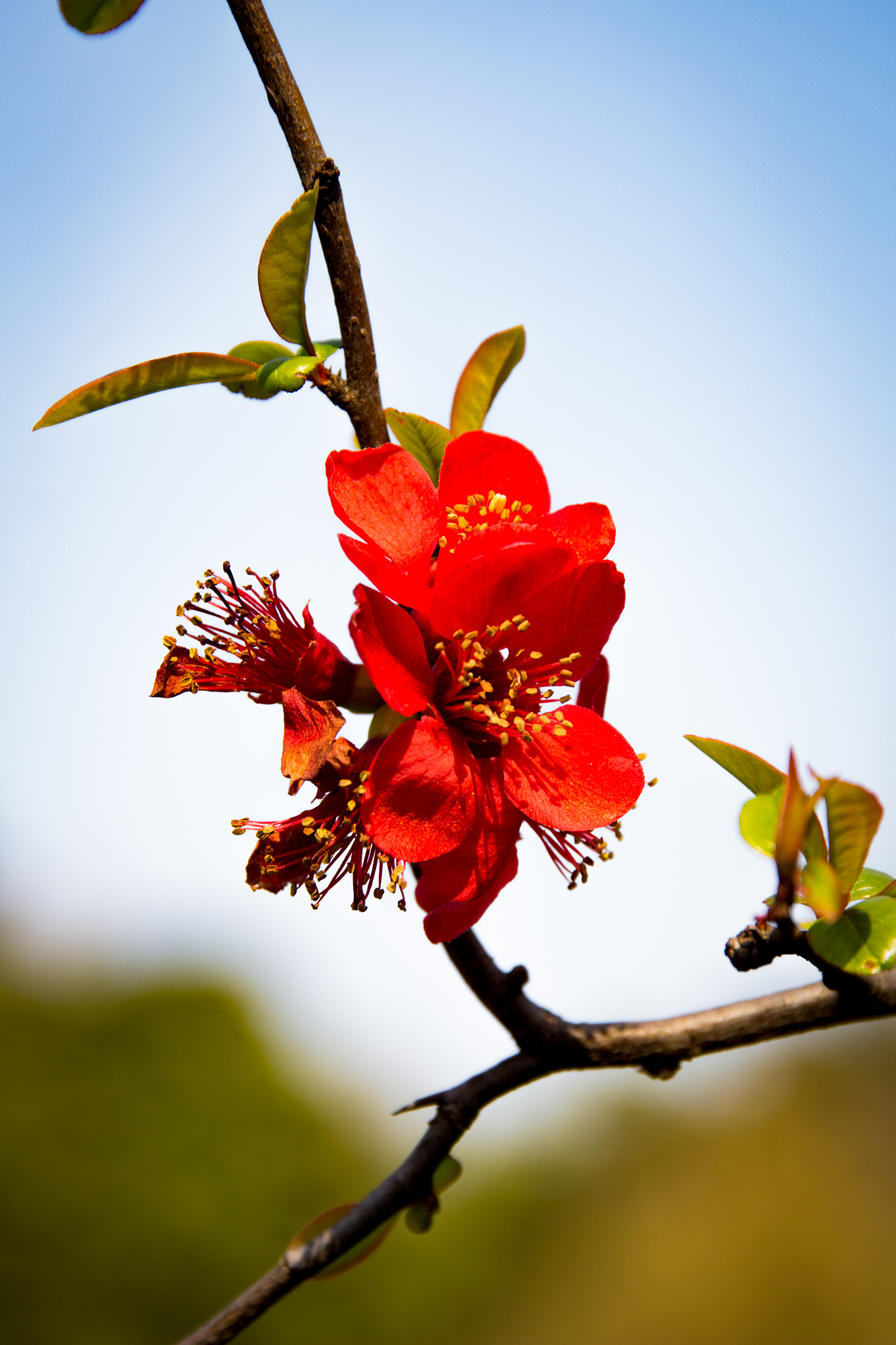 Sigma 24-105mm f/4 DG OS HSM | A sample photo. Flower photography