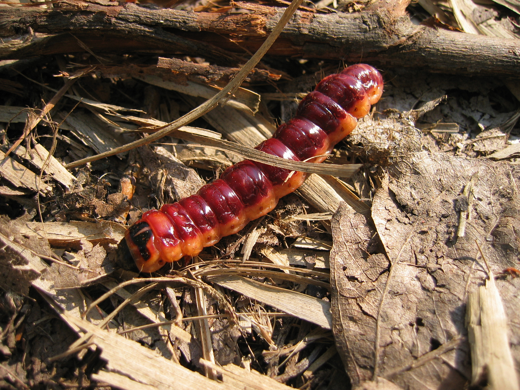 Canon POWERSHOT S45 sample photo. Caterpillar photography