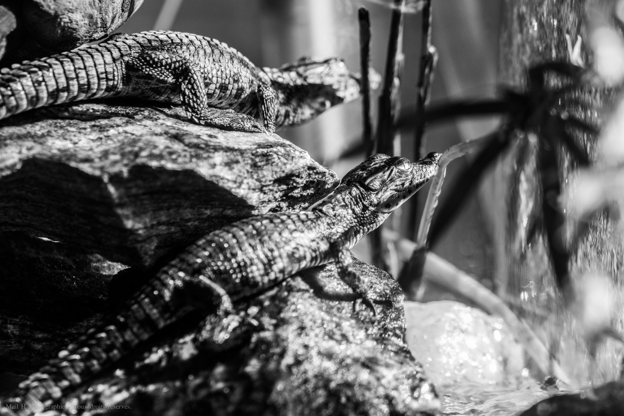 Nikon AF-S Nikkor 300mm F2.8G ED-IF VR sample photo. 3 month crocodiles photography