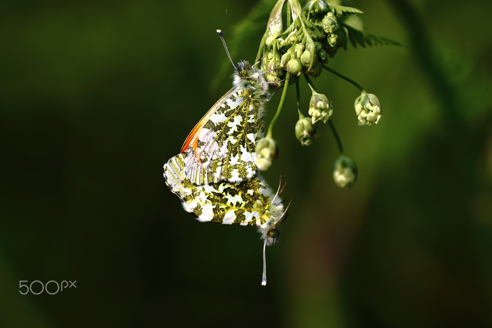 Canon EOS 700D (EOS Rebel T5i / EOS Kiss X7i) + Tamron SP AF 90mm F2.8 Di Macro sample photo. Mating orange tip butterflies photography