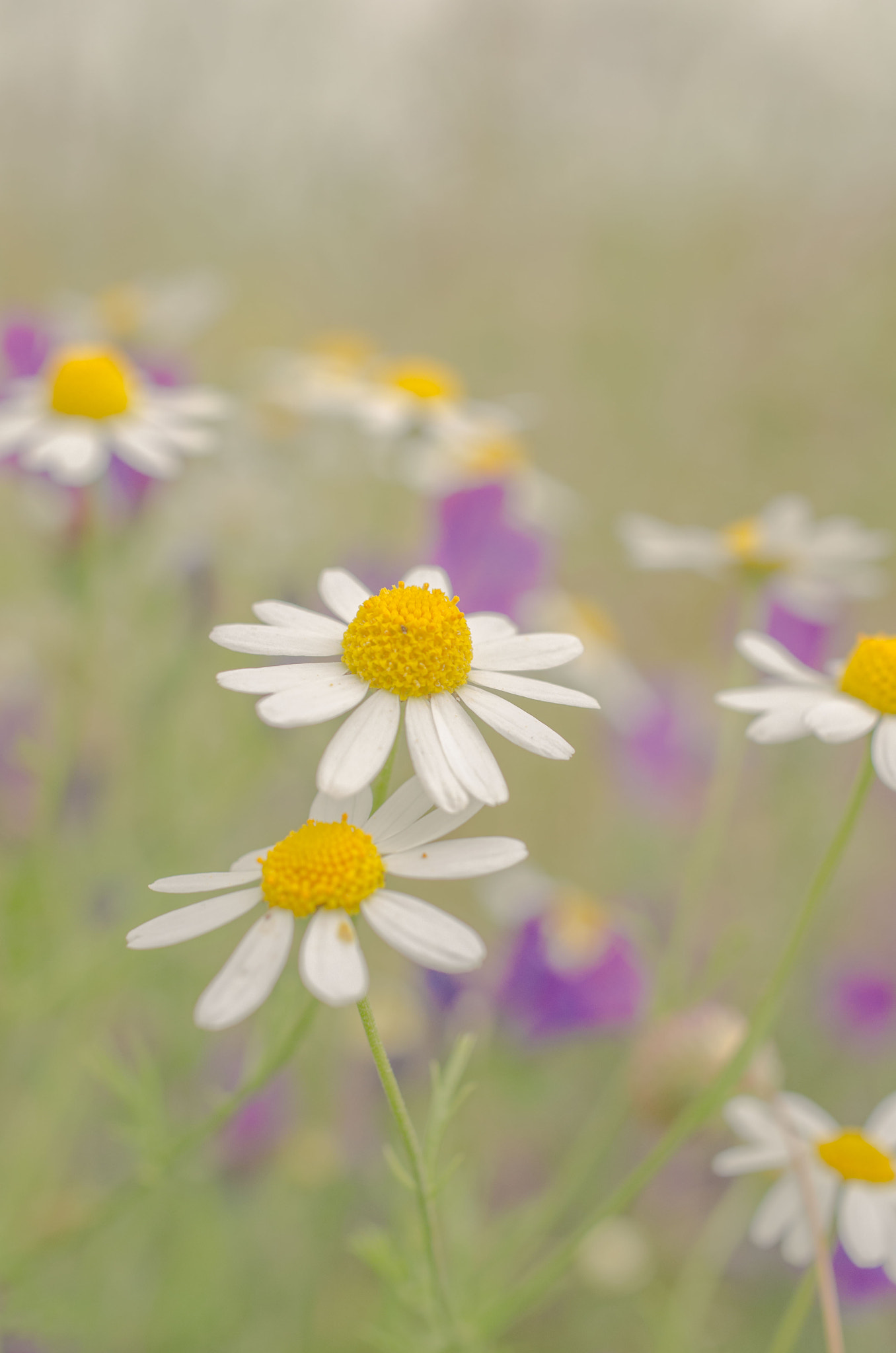 Pentax smc DA 35mm F2.8 Macro Limited sample photo. Flores photography