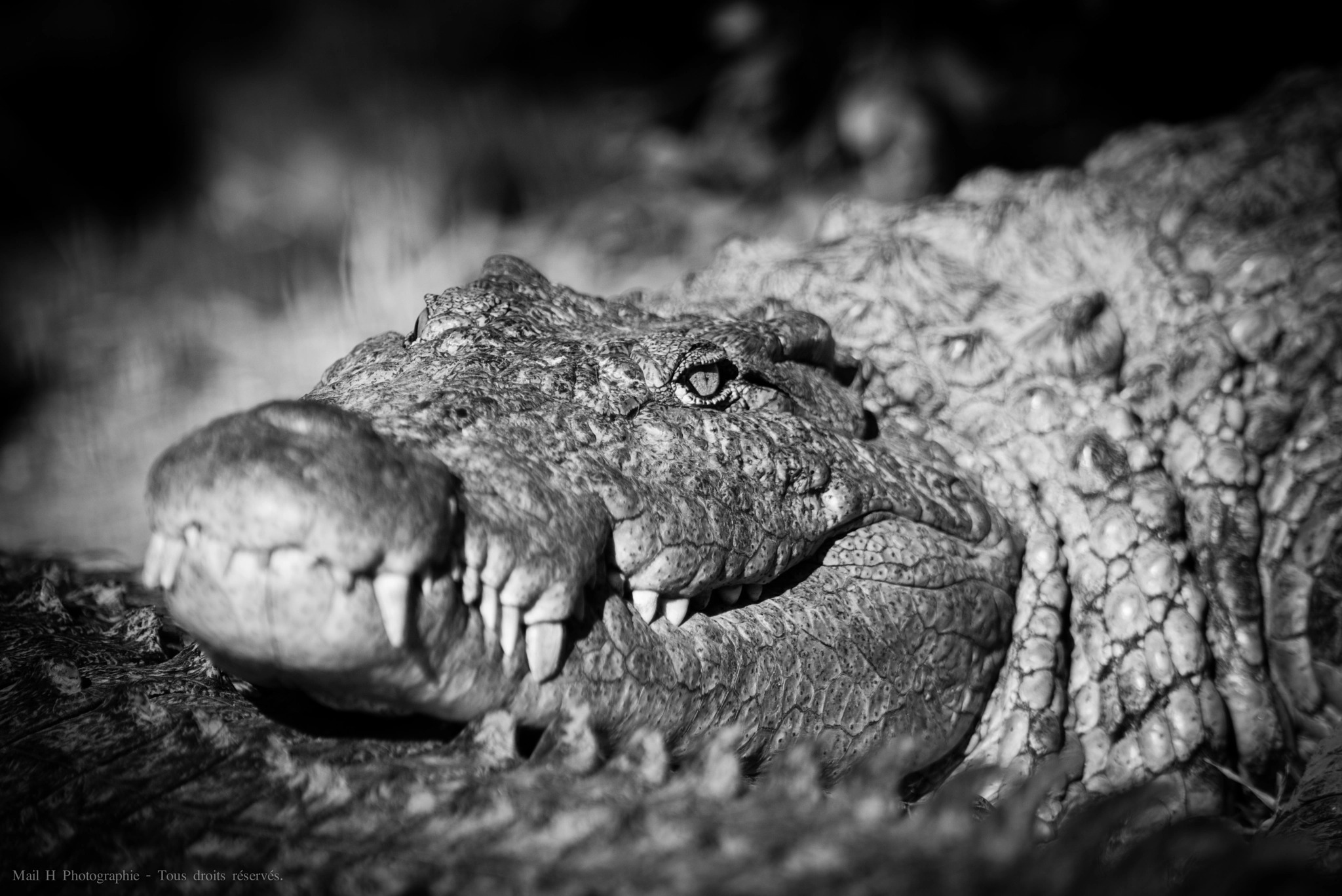 Nikon AF-S Nikkor 300mm F2.8G ED-IF VR sample photo. Crocodile photography
