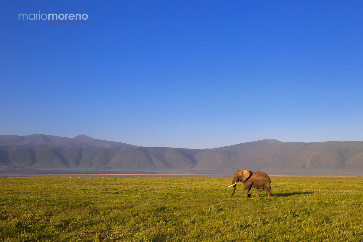 Canon EOS-1D Mark IV sample photo. Ngorongoro photography
