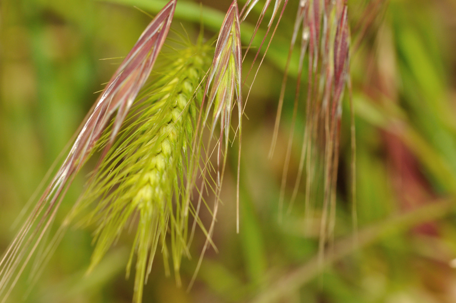 Sigma 150mm F2.8 EX DG OS Macro HSM sample photo. Untitled photography