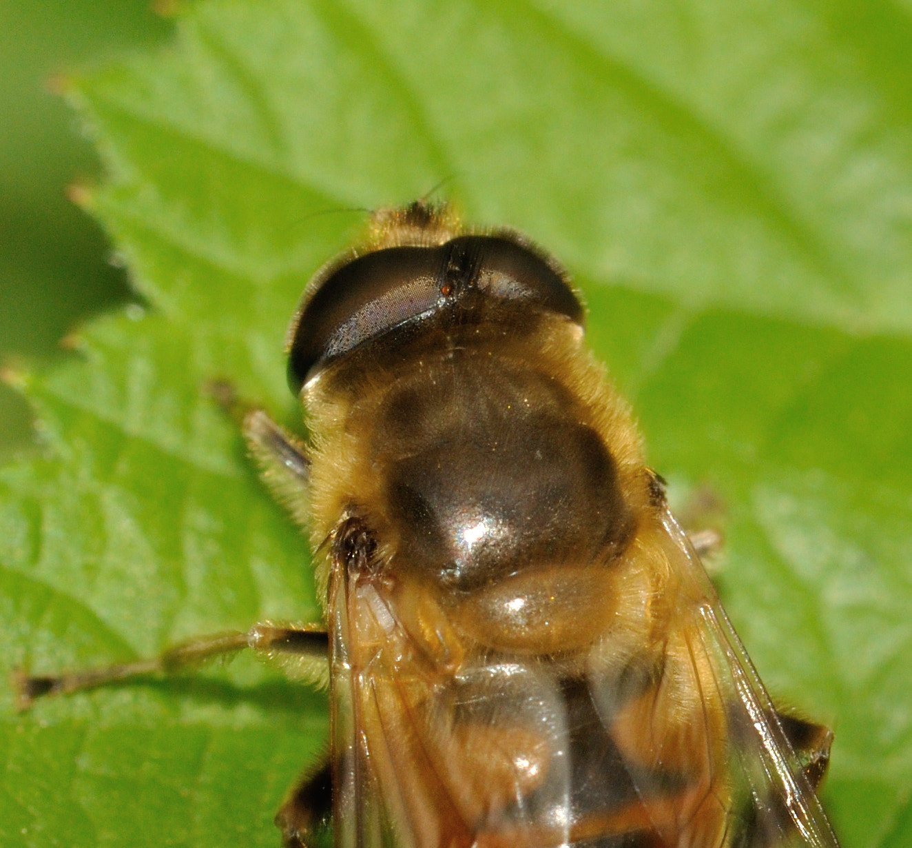 Sigma 150mm F2.8 EX DG OS Macro HSM sample photo. Ritratto photography