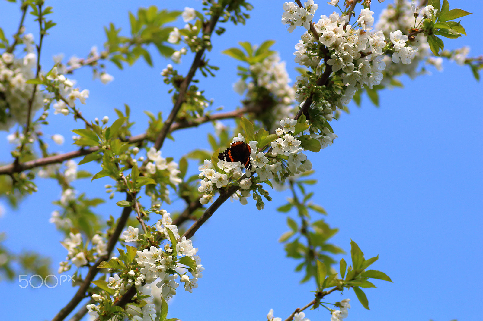 Canon EOS 700D (EOS Rebel T5i / EOS Kiss X7i) + Tamron SP AF 90mm F2.8 Di Macro sample photo. Red admiral butterfly photography