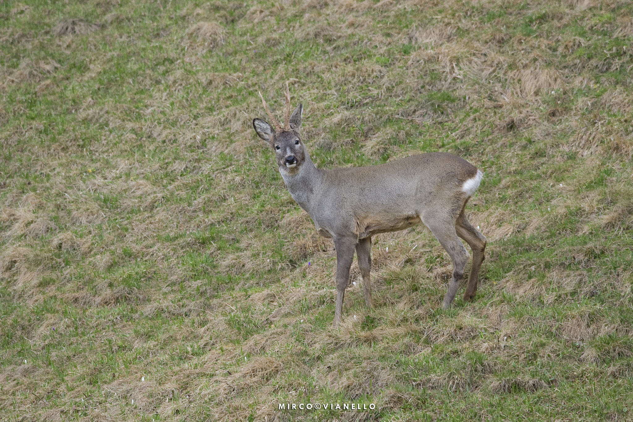 Nikon D3S + Nikon AF-S Nikkor 500mm F4G ED VR sample photo. Capriolo in ascolto -  roe deer - listening photography
