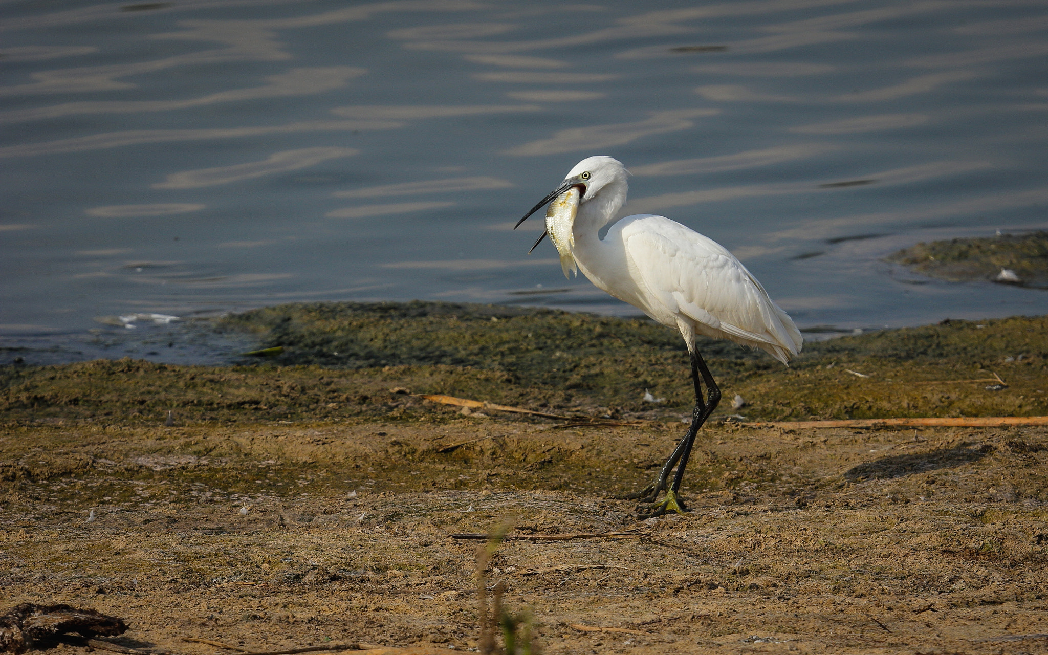 Canon EF 70-200mm F4L IS USM sample photo. Garza tragona photography