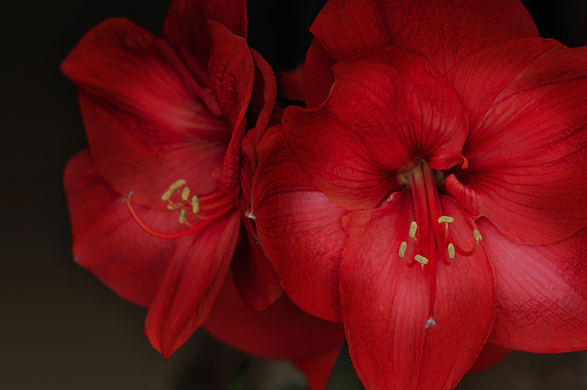 Nikon D300 + AF Micro-Nikkor 105mm f/2.8 sample photo. Цветы photography