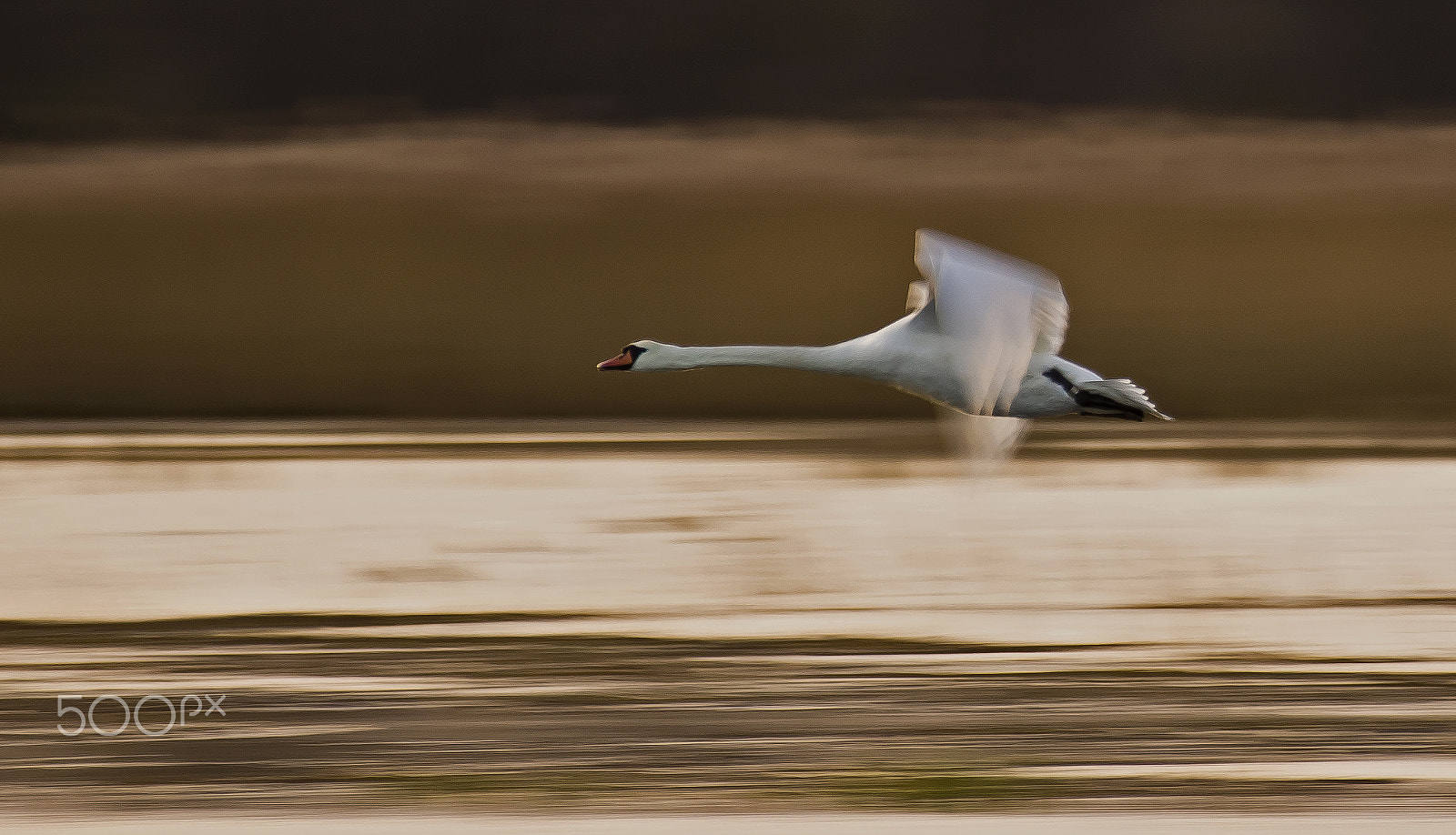 Sony 70-300mm F4.5-5.6 G SSM sample photo. Swan photography