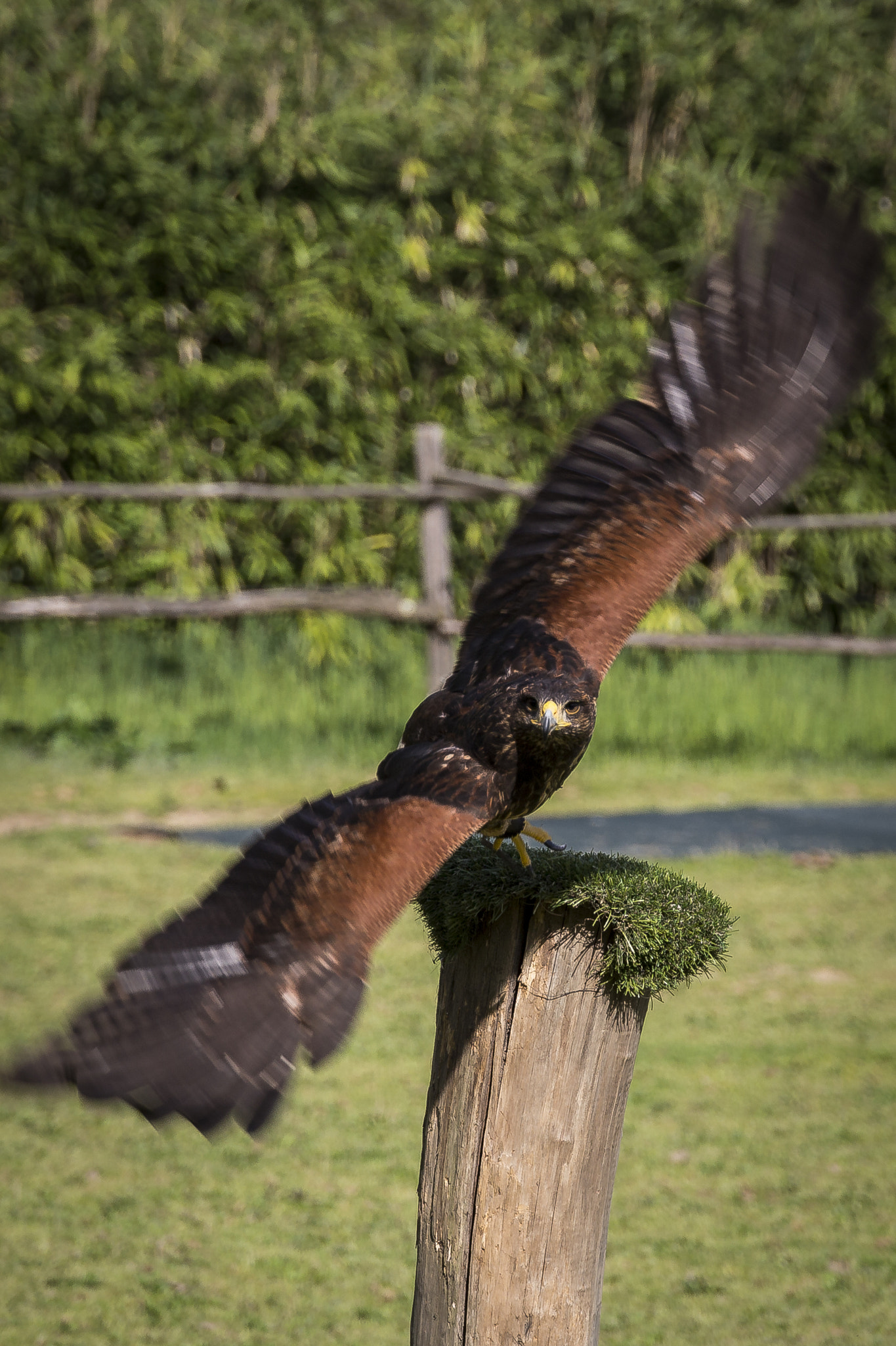 Sigma 24-105mm f/4 DG OS HSM | A sample photo. Bird photography