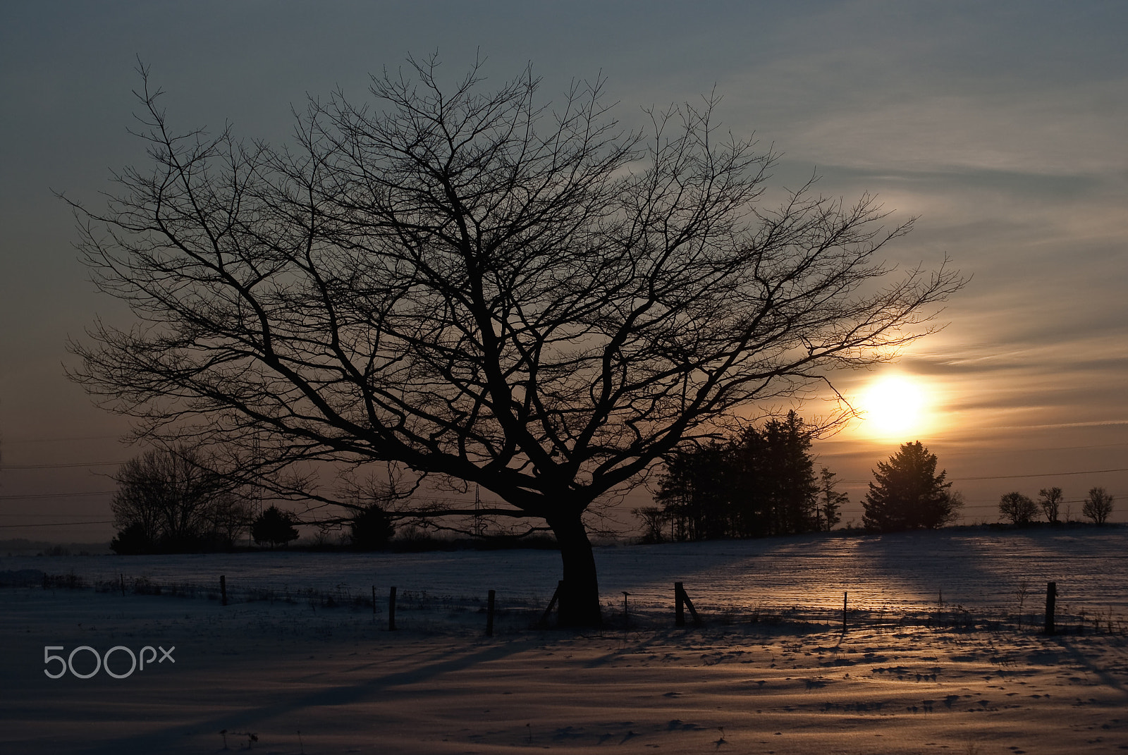 Sony DT 55-200mm F4-5.6 SAM sample photo. Tree photography