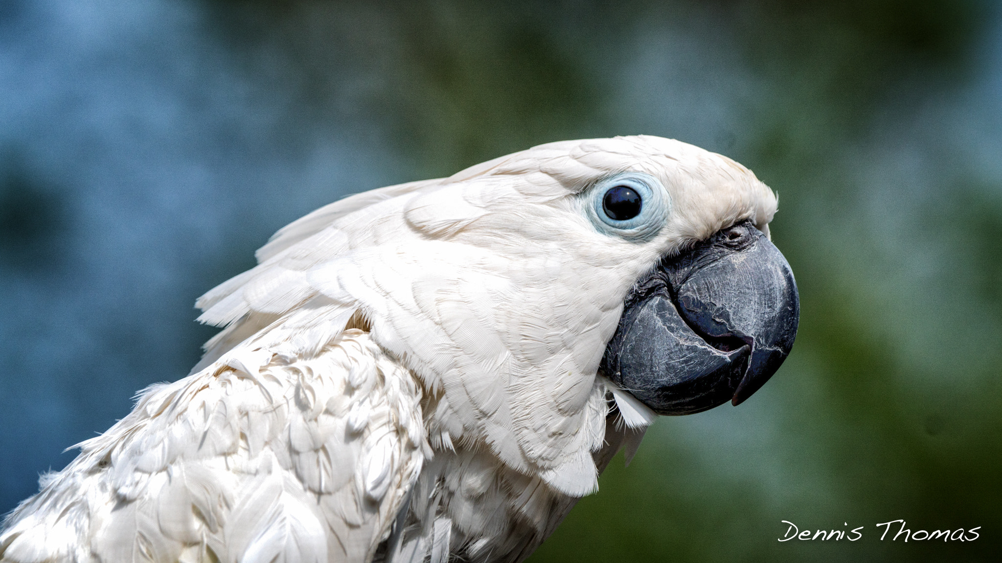 Sony ILCA-77M2 + Sony 70-400mm F4-5.6 G SSM sample photo