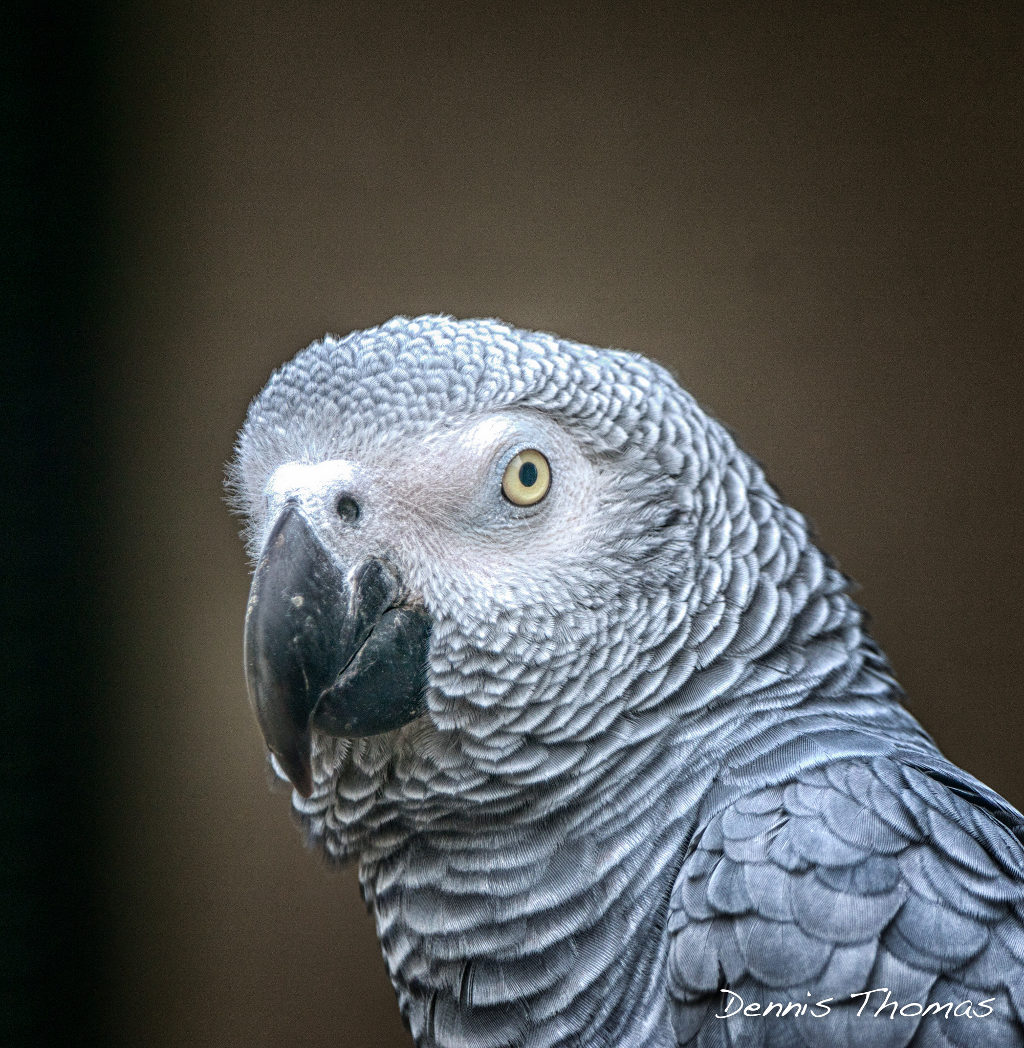 Sony ILCA-77M2 + Sony 70-400mm F4-5.6 G SSM sample photo