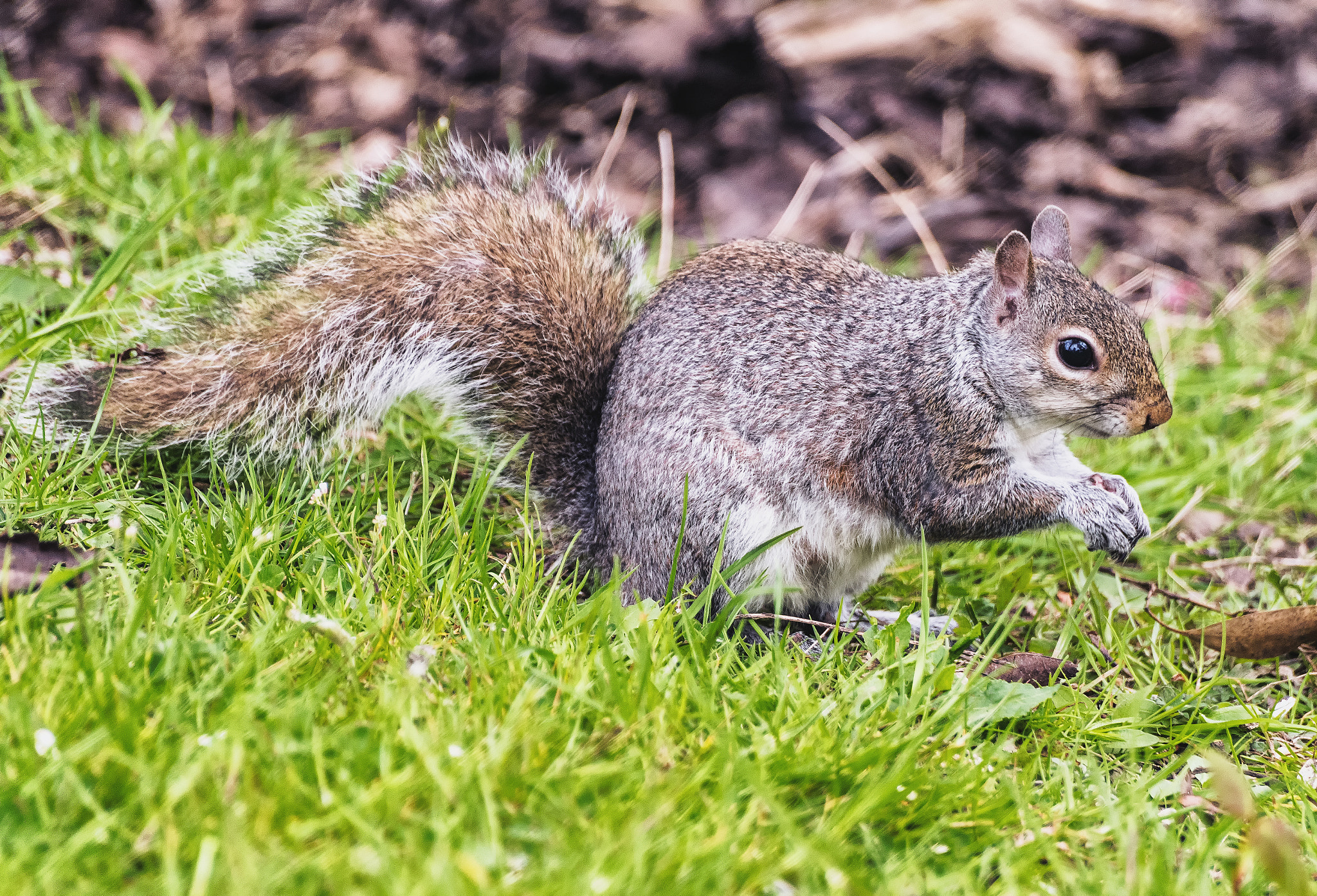 Pentax K-S1 + Sigma sample photo. Grey squirrel  photography