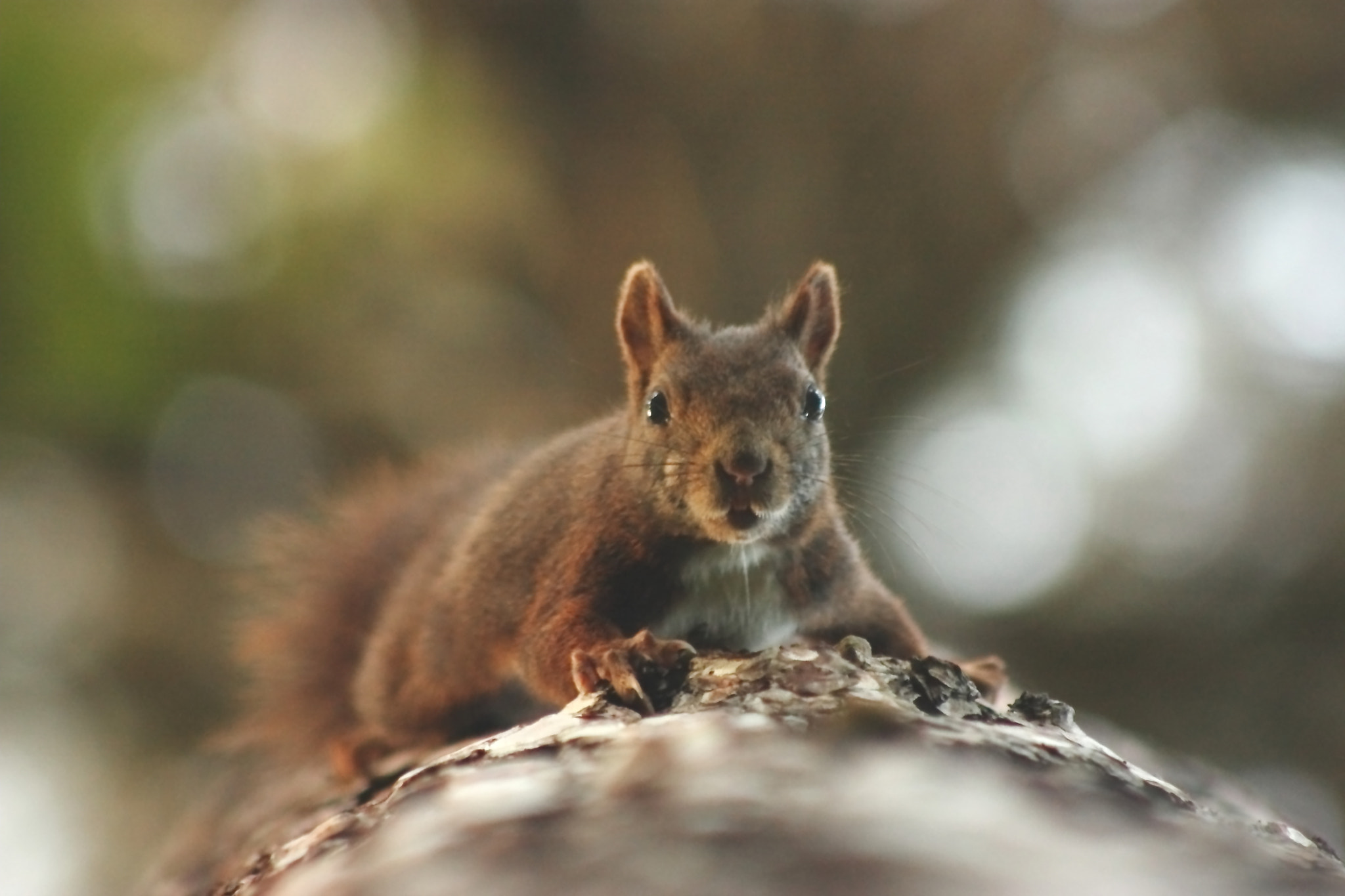 Canon EF75-300mm f/4-5.6 sample photo. Curiosité  photography