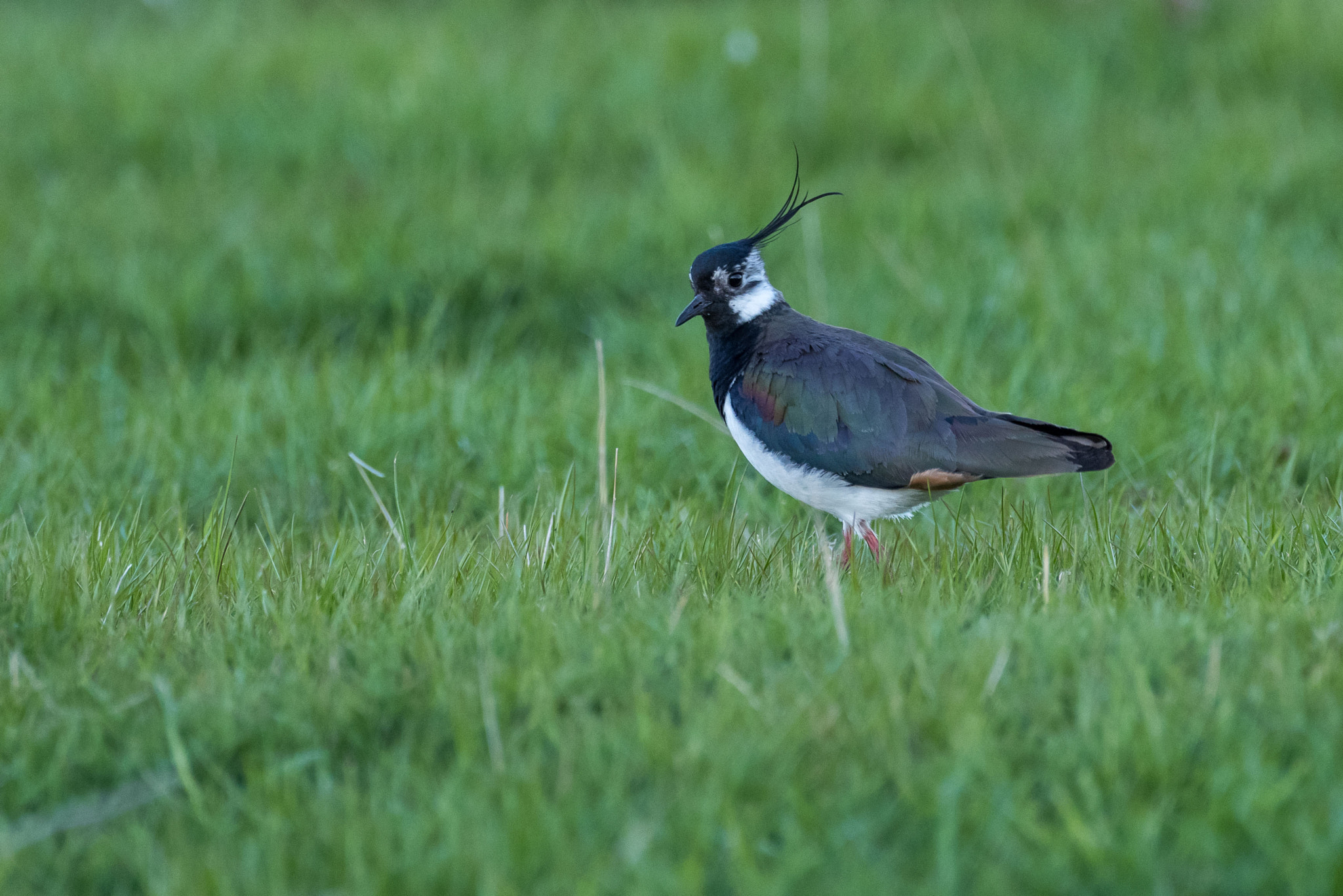 Pentax K-1 sample photo. Northern lapwing photography