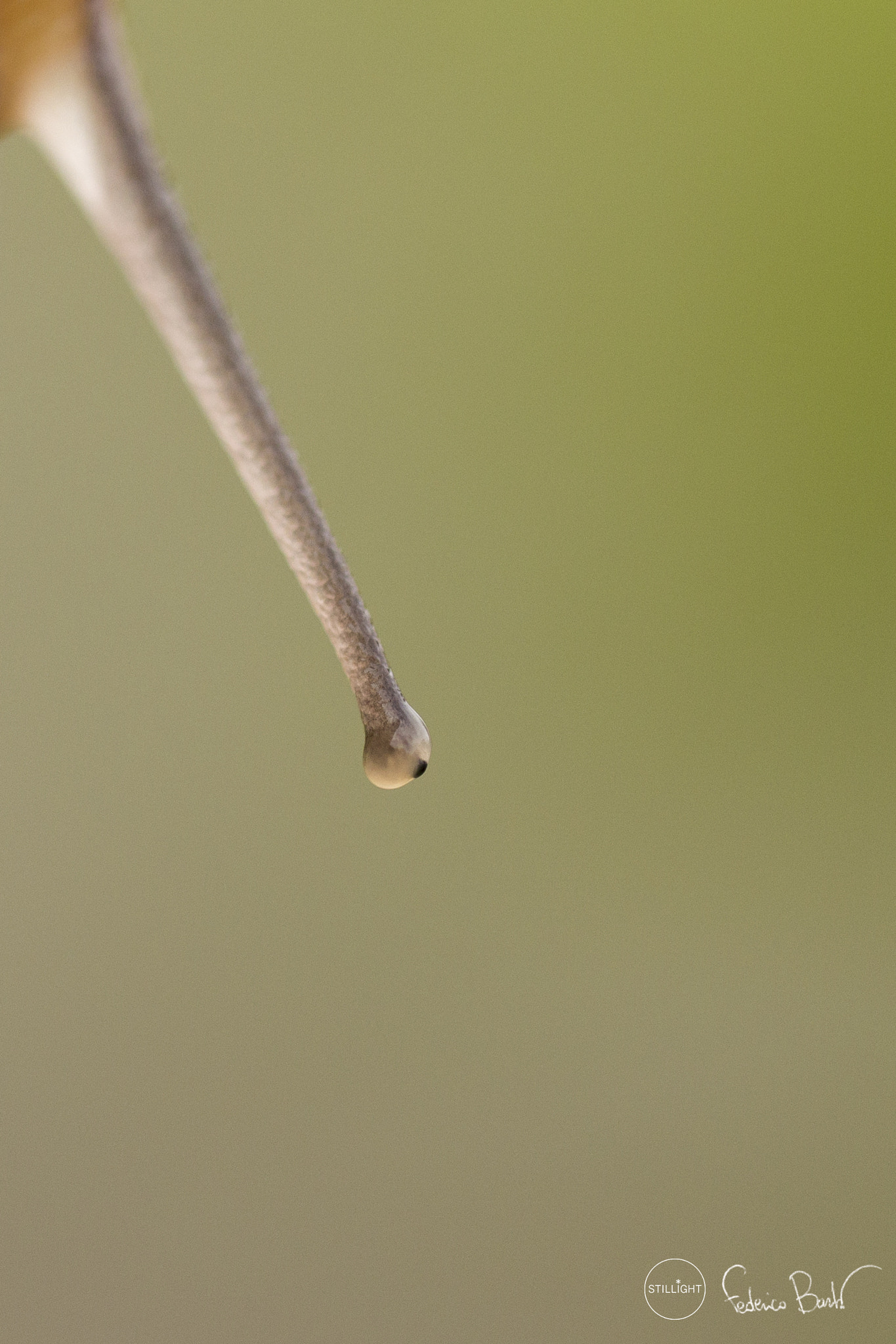 Canon EF-S 60mm F2.8 Macro USM sample photo. I see you photography