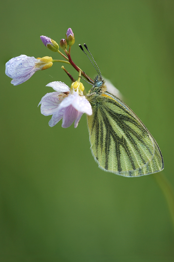 Nikon D80 + Sigma 150mm F2.8 EX DG Macro HSM sample photo. Green-veined white photography