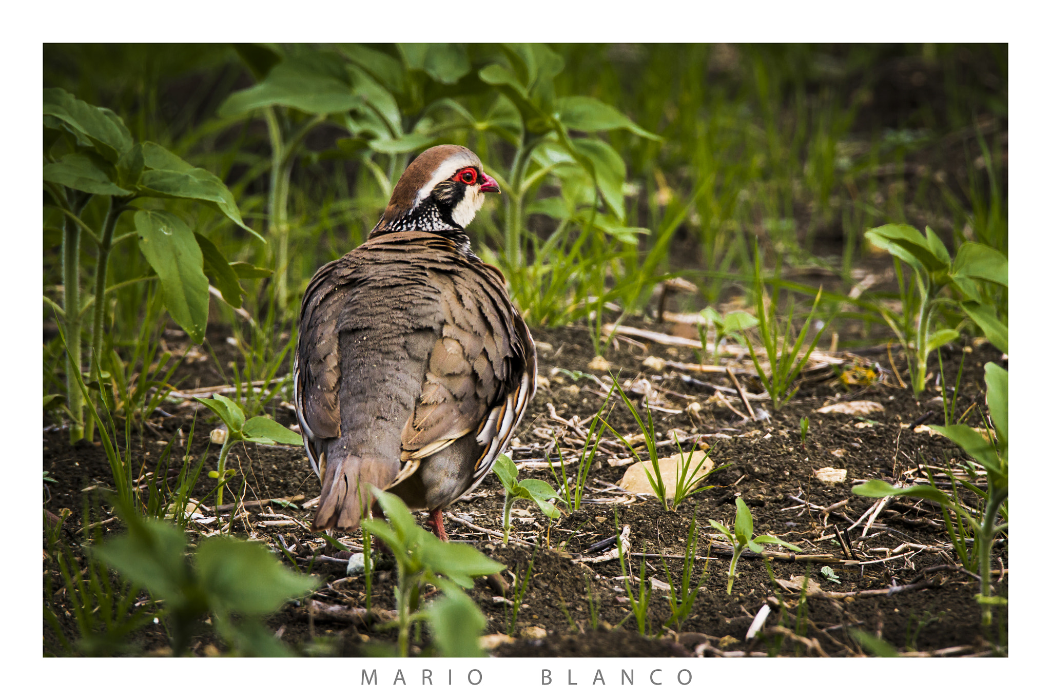 Tamron SP 150-600mm F5-6.3 Di VC USD sample photo. Red-legged partridge (alectoris rufa) photography