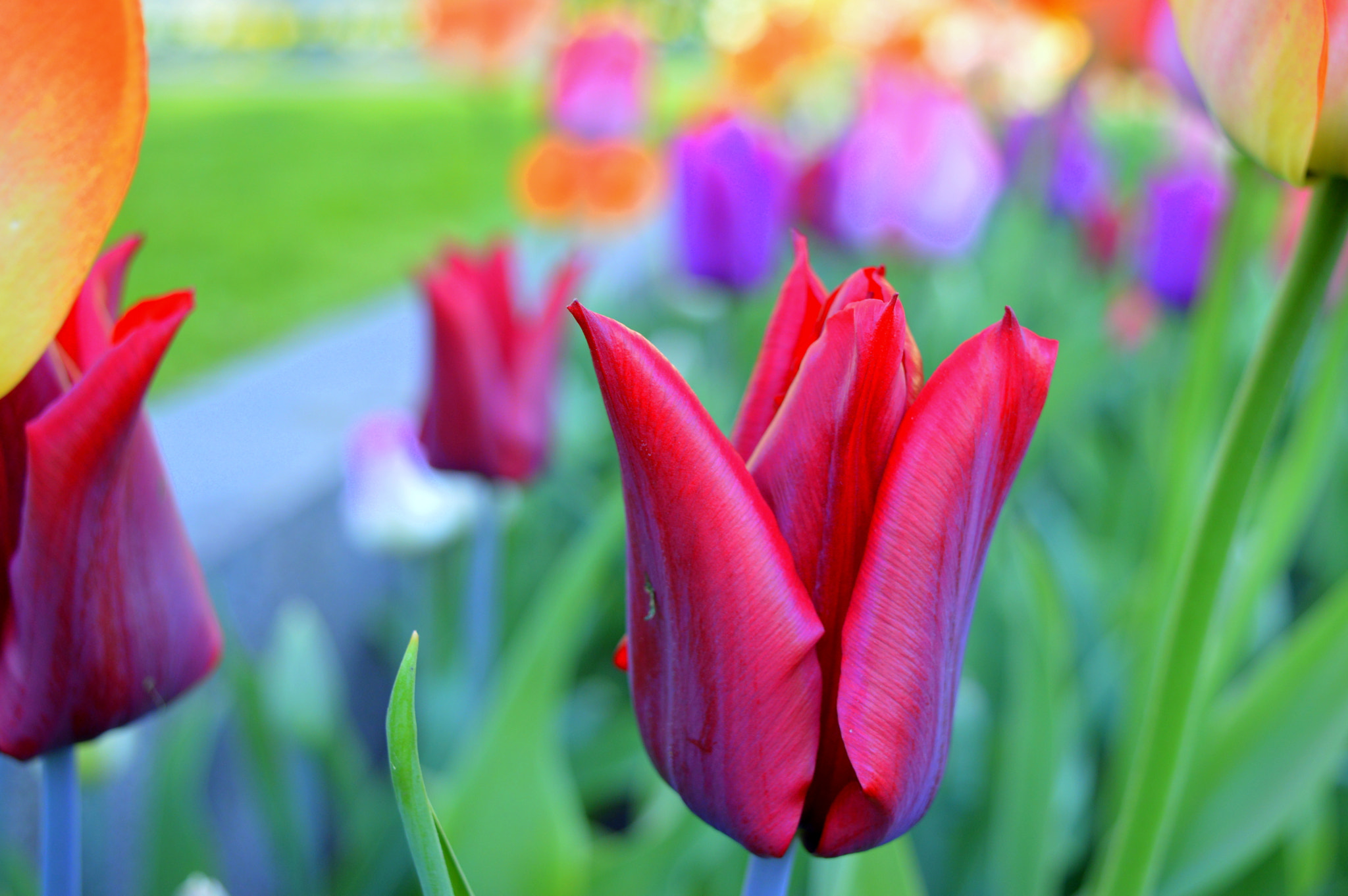 Nikon D3200 sample photo. May tulip photography