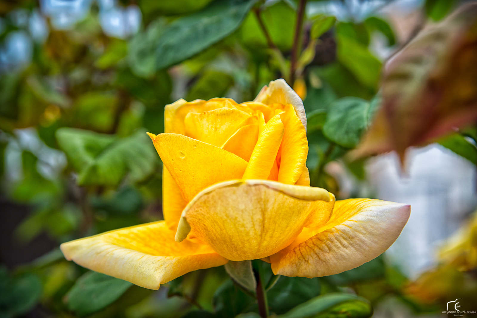 Minolta AF 28-75mm F2.8 (D) sample photo. Rosa groga. yellow rose photography