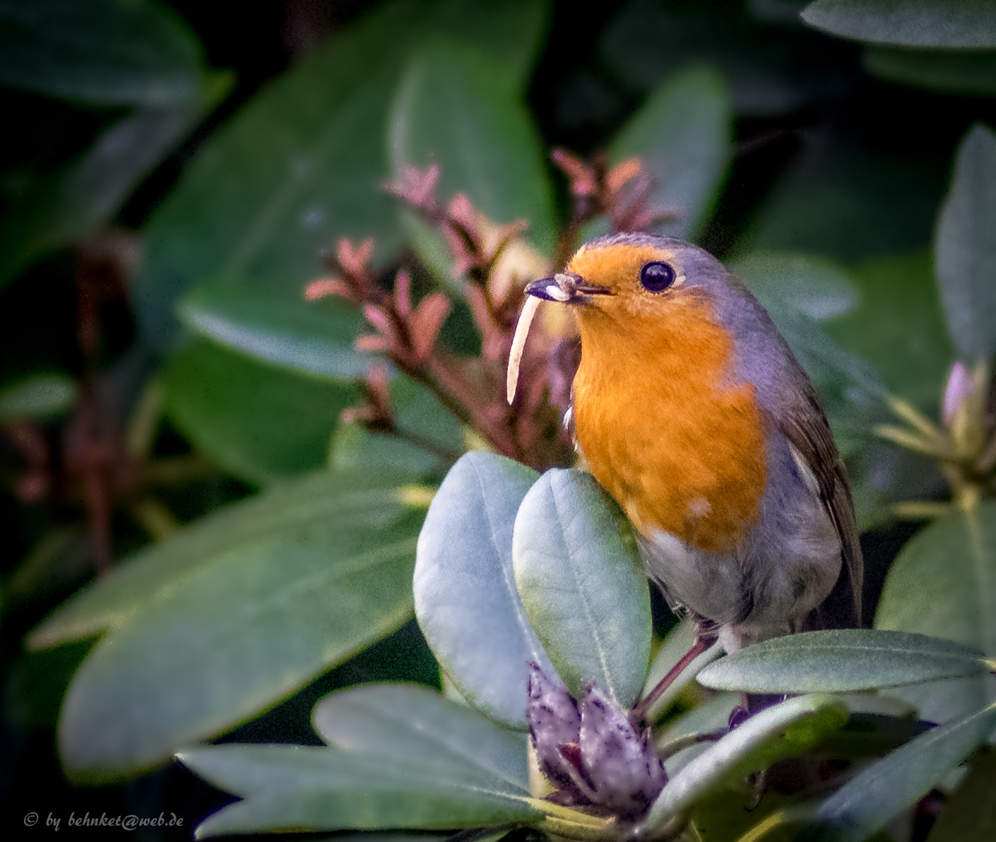 Sony 75-300mm F4.5-5.6 sample photo. Robin photography