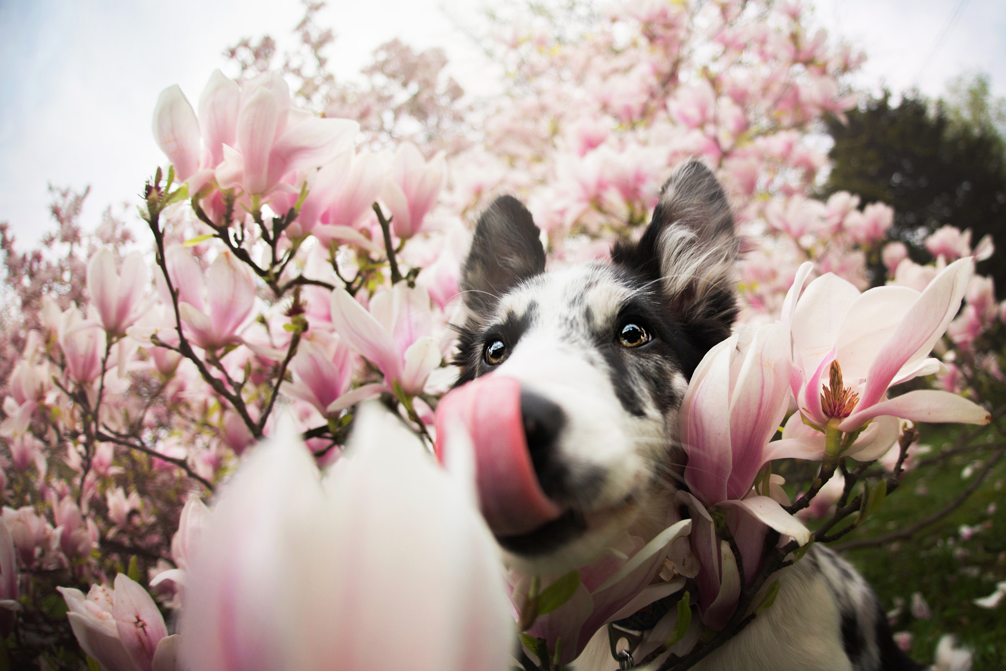 Nikon D610 + Sigma 15mm F2.8 EX DG Diagonal Fisheye sample photo. Magnolia ii photography
