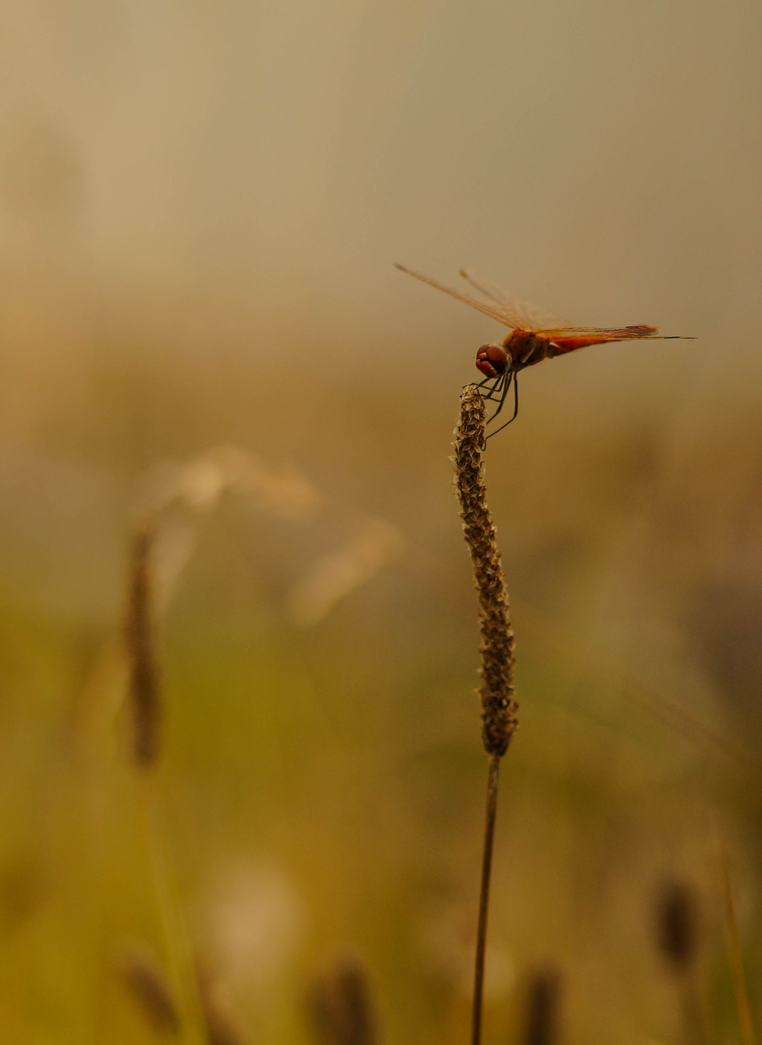 Sony SLT-A57 + 105mm F2.8 sample photo. Sanguine photography