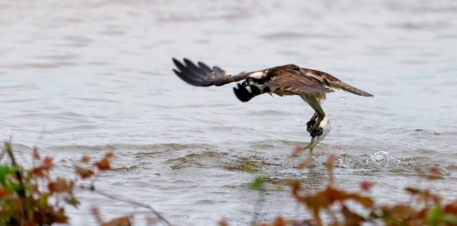 Nikon AF-S Nikkor 200-500mm F5.6E ED VR sample photo. Osprey with fish photography