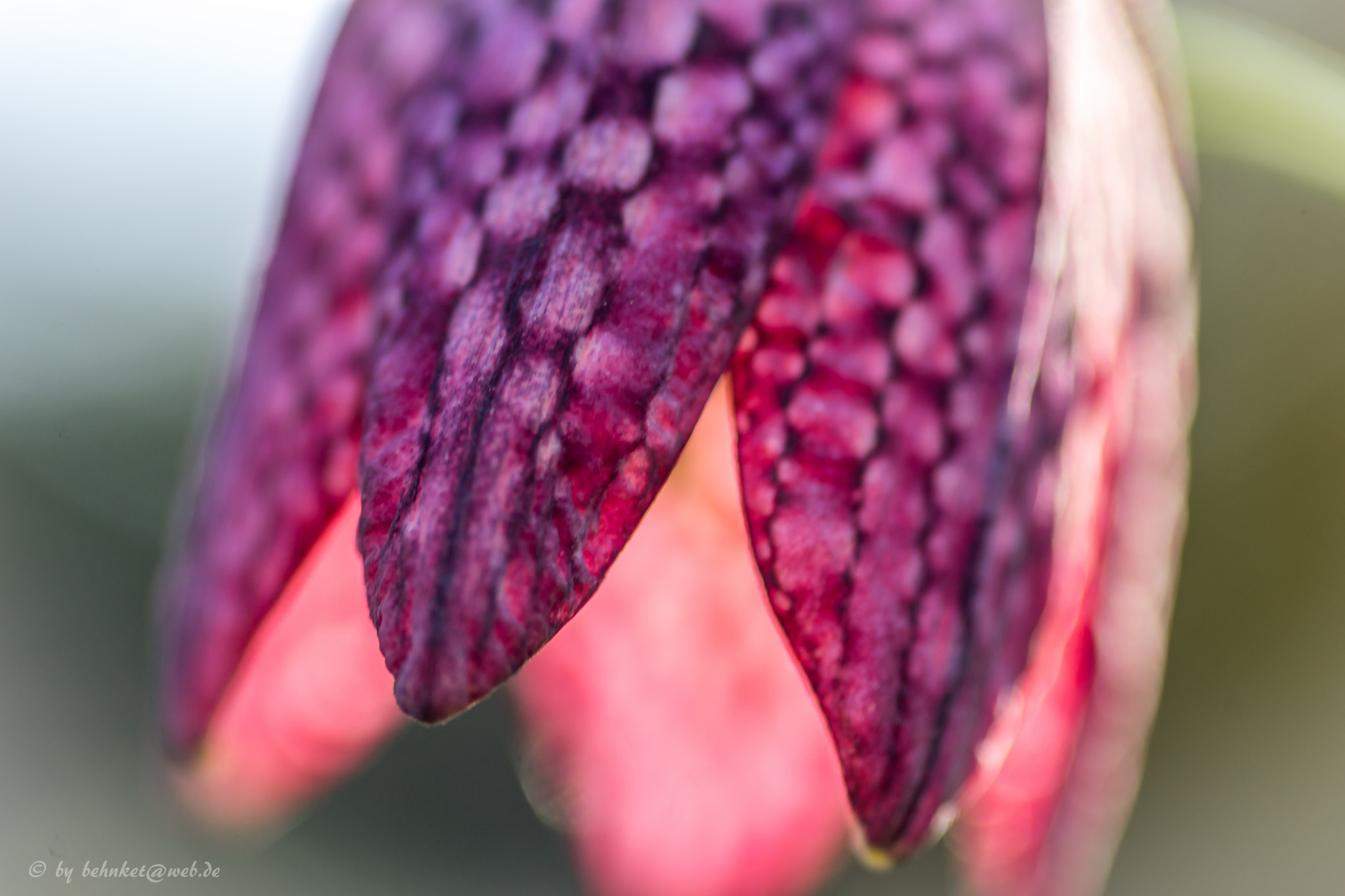 Sony a7 II + Sigma AF 105mm F2.8 EX [DG] Macro sample photo. Fritillaria meleagris photography