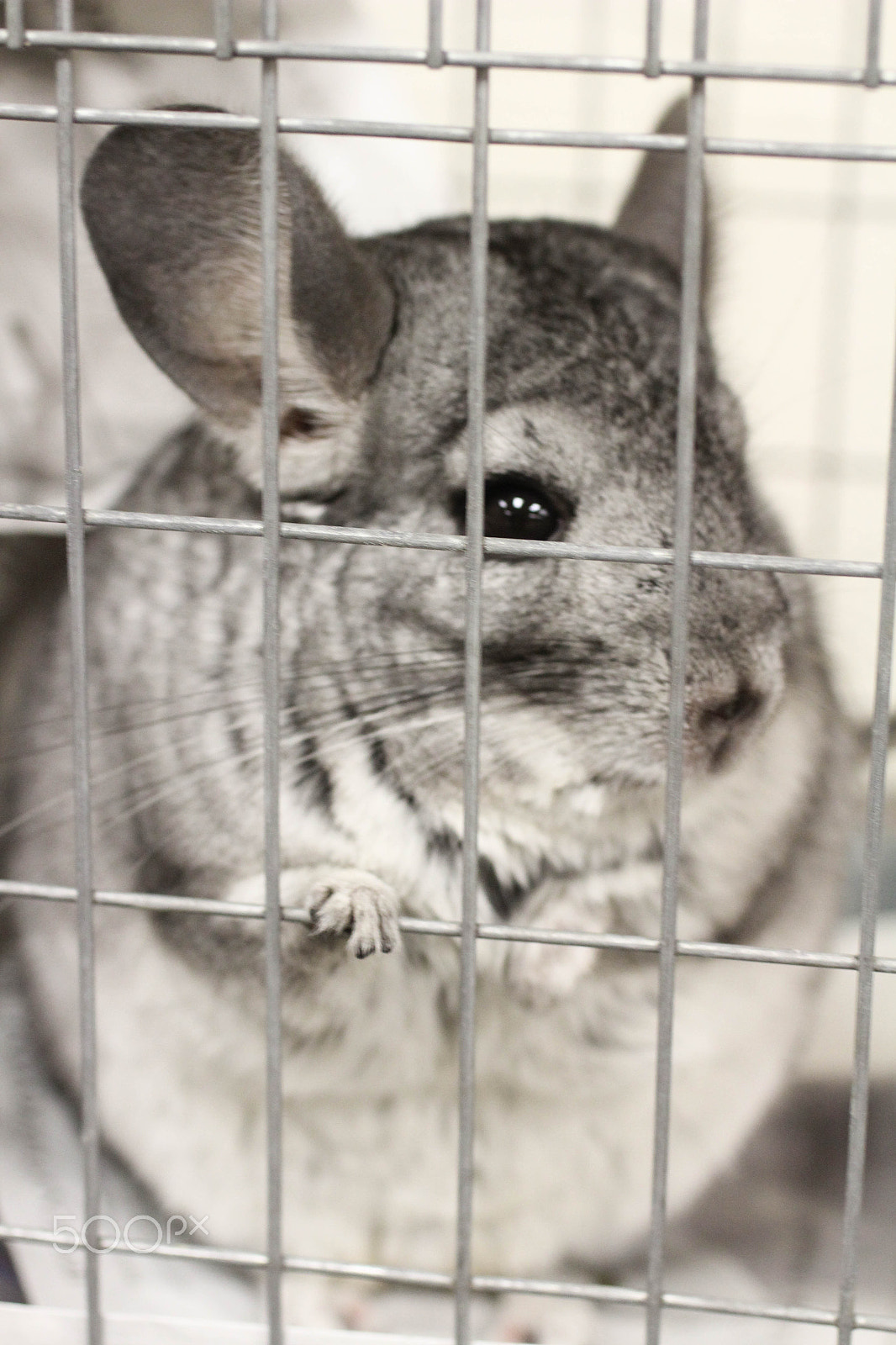 Canon EF 50mm F2.5 Macro sample photo. Chinchilla photography
