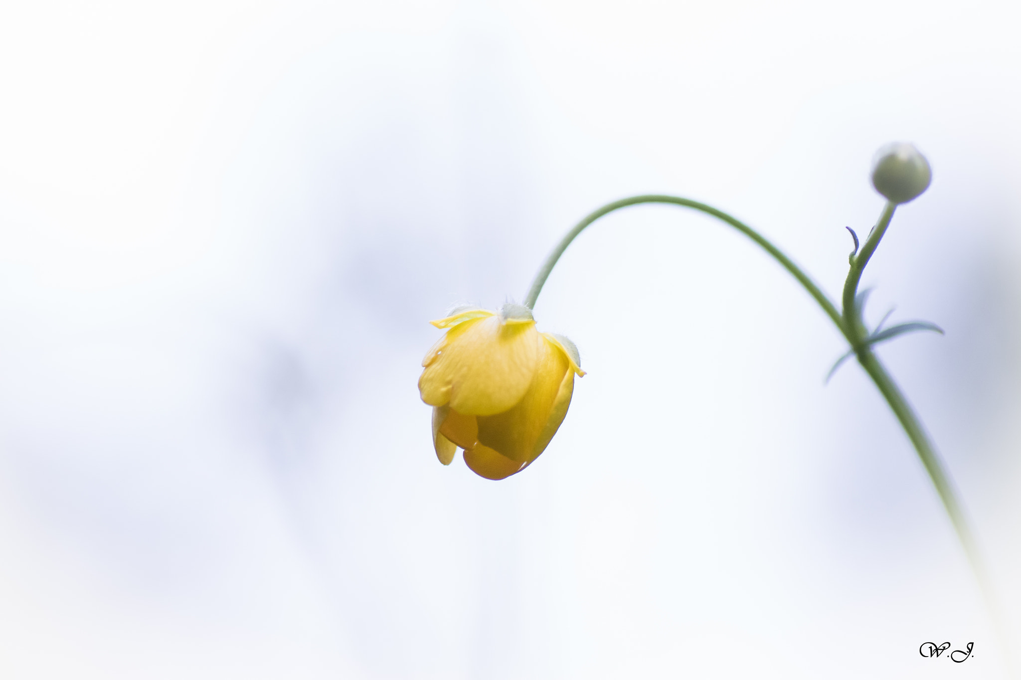 Sony ILCA-77M2 + Tamron SP AF 90mm F2.8 Di Macro sample photo. Little bell ii photography