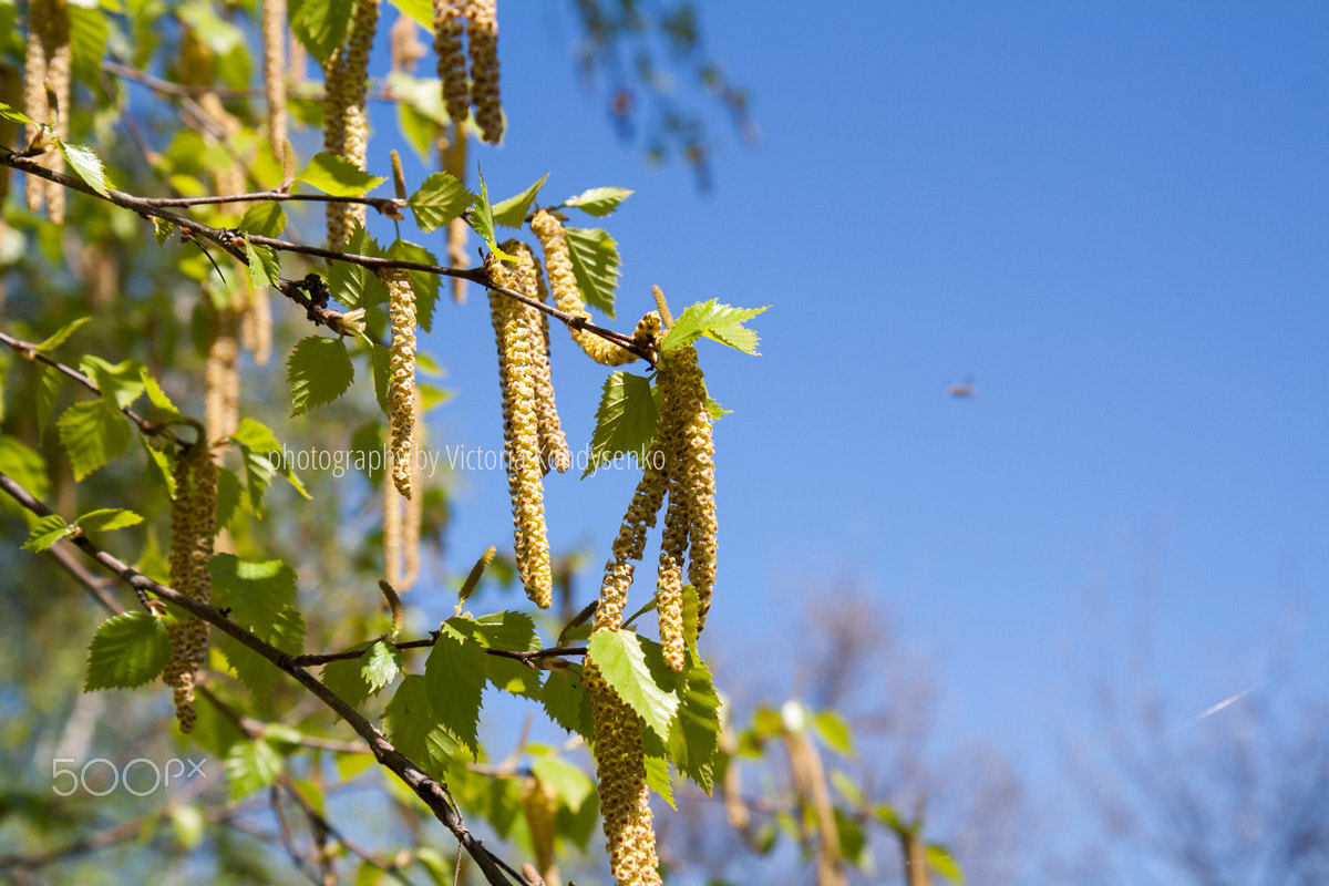 Canon EOS 1000D (EOS Digital Rebel XS / EOS Kiss F) sample photo. Spring blossoms tree birch with young green leaves photography